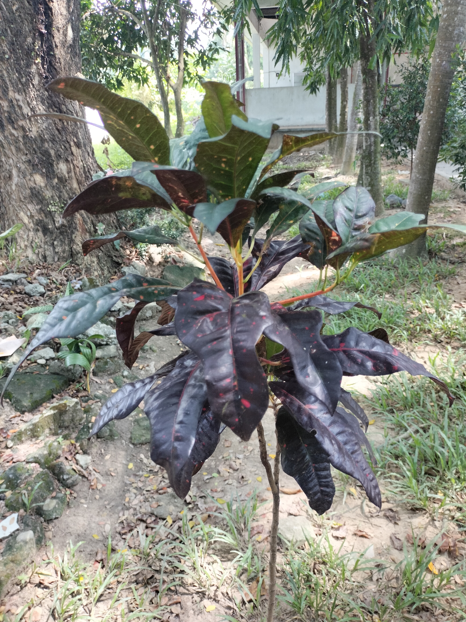 The image shows a close-up of a Croton plant with dark, reddish-brown leaves, some of which have red speckles. The plant is in an outdoor setting, likely a garden or yard, with a large tree trunk on the left, scattered rocks, and dry leaves on the ground. In the background, there are more trees and a building structure. The scene appears to be illuminated by natural daylight. The location is specified as Seuneubokpeunteut, Indonesia.