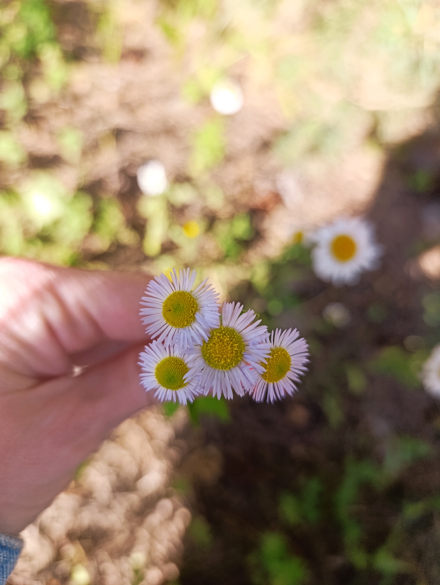A hand is holding a cluster of small daisies with white petals and yellow centers. The background is softly blurred, showing glimpses of green foliage and brown earth, suggesting an outdoor, natural setting. Several other daisies are visible in the background, also out of focus. The lighting suggests it is daytime, likely sunny, given the bright colors and dappled light. The scene evokes a sense of simple, natural beauty and perhaps a moment of gentle appreciation for nature. There is no visible text in the image.
