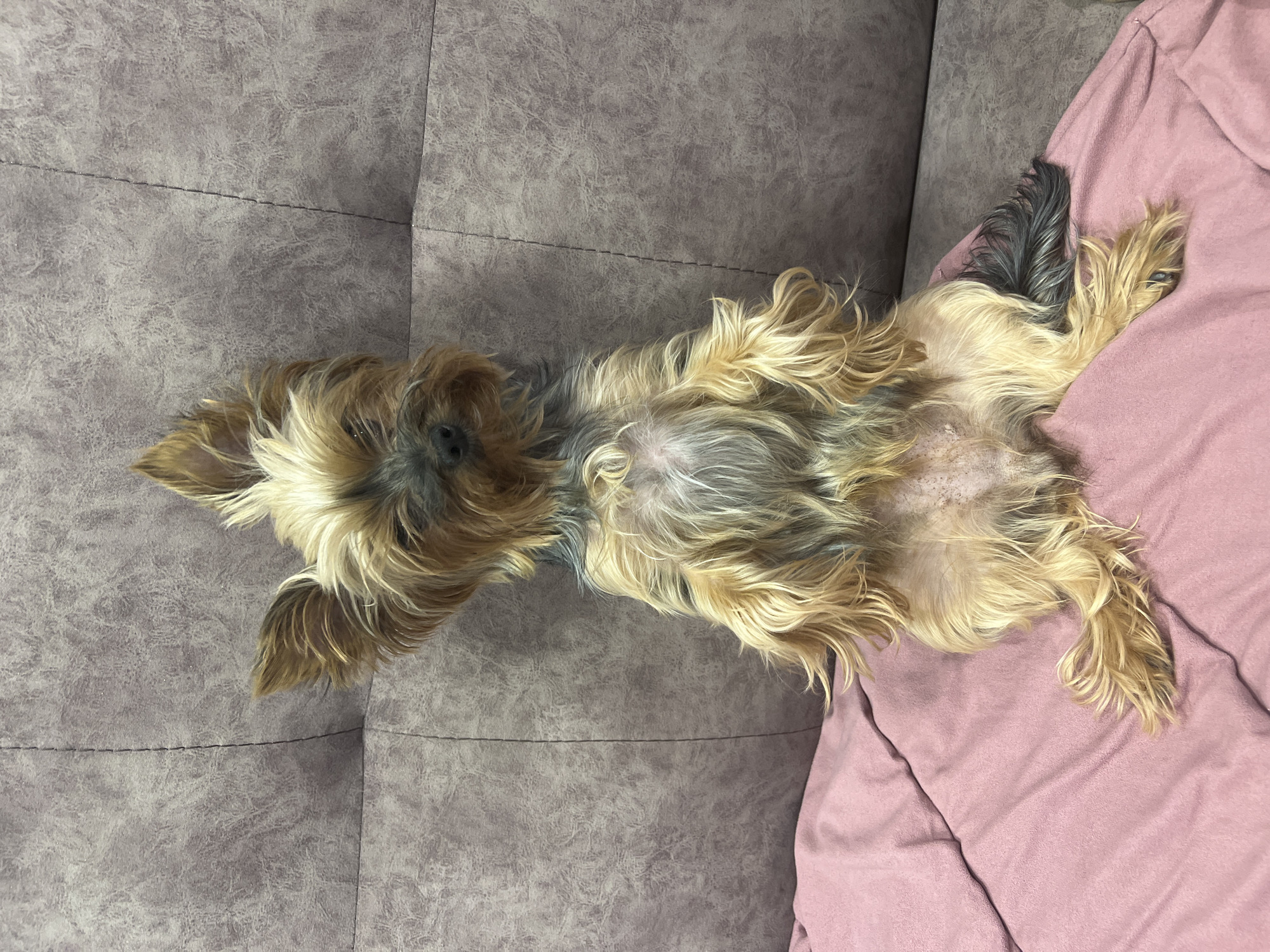 A small Yorkshire Terrier dog is lying on its back on a gray couch with a pink blanket. The dog is centered in the frame with its head on the left and rear on the right. The dog's belly is exposed. The location of the city of Chaikovsky, Russia, cannot be determined from the given image.