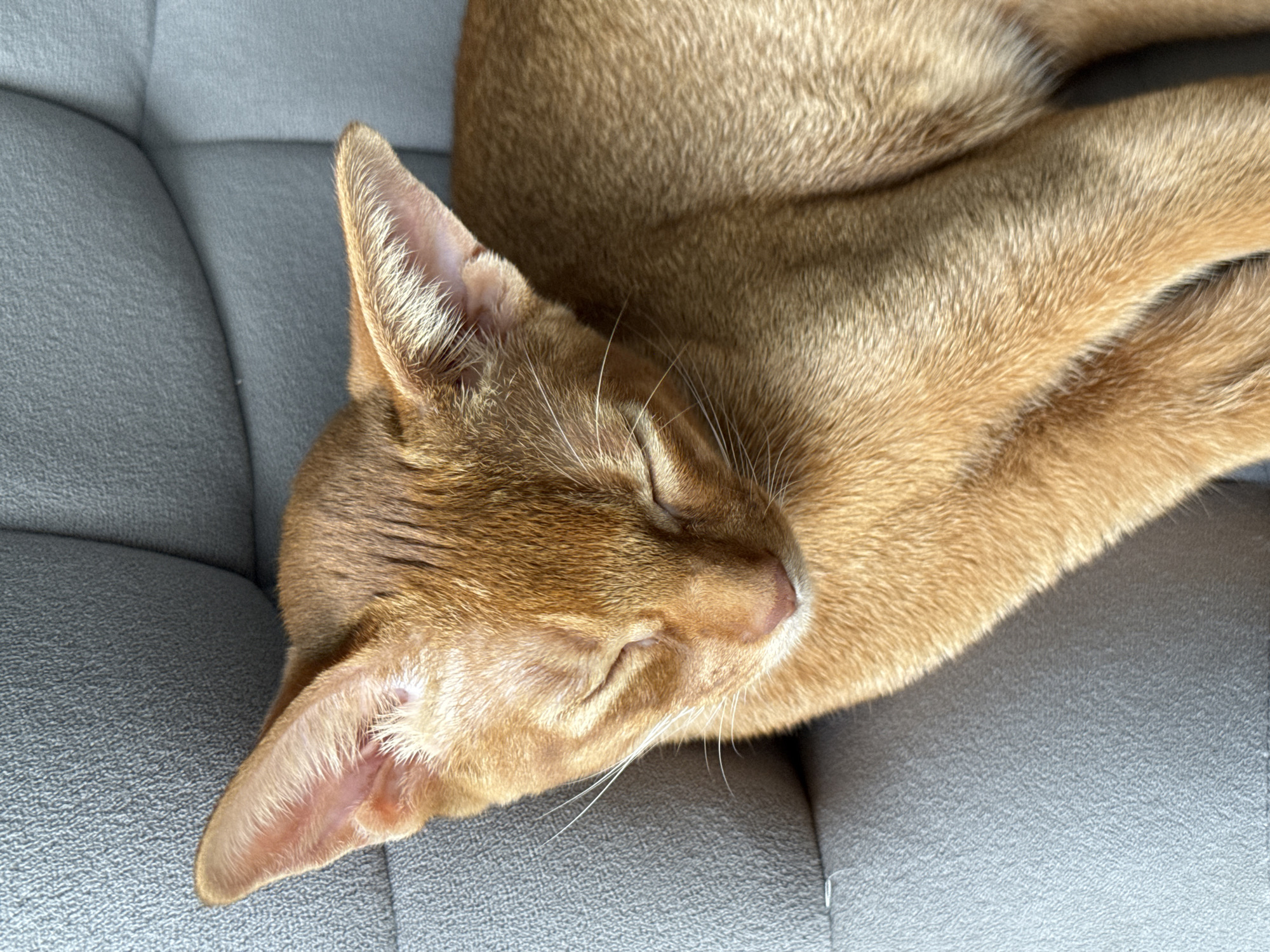 An orange tabby cat is sleeping curled up on a gray quilted couch. The cat's eyes are closed and its ears are perked slightly. The background is a gray quilted couch. There is no identifiable location in Stary Oskol, Russia or any other city.