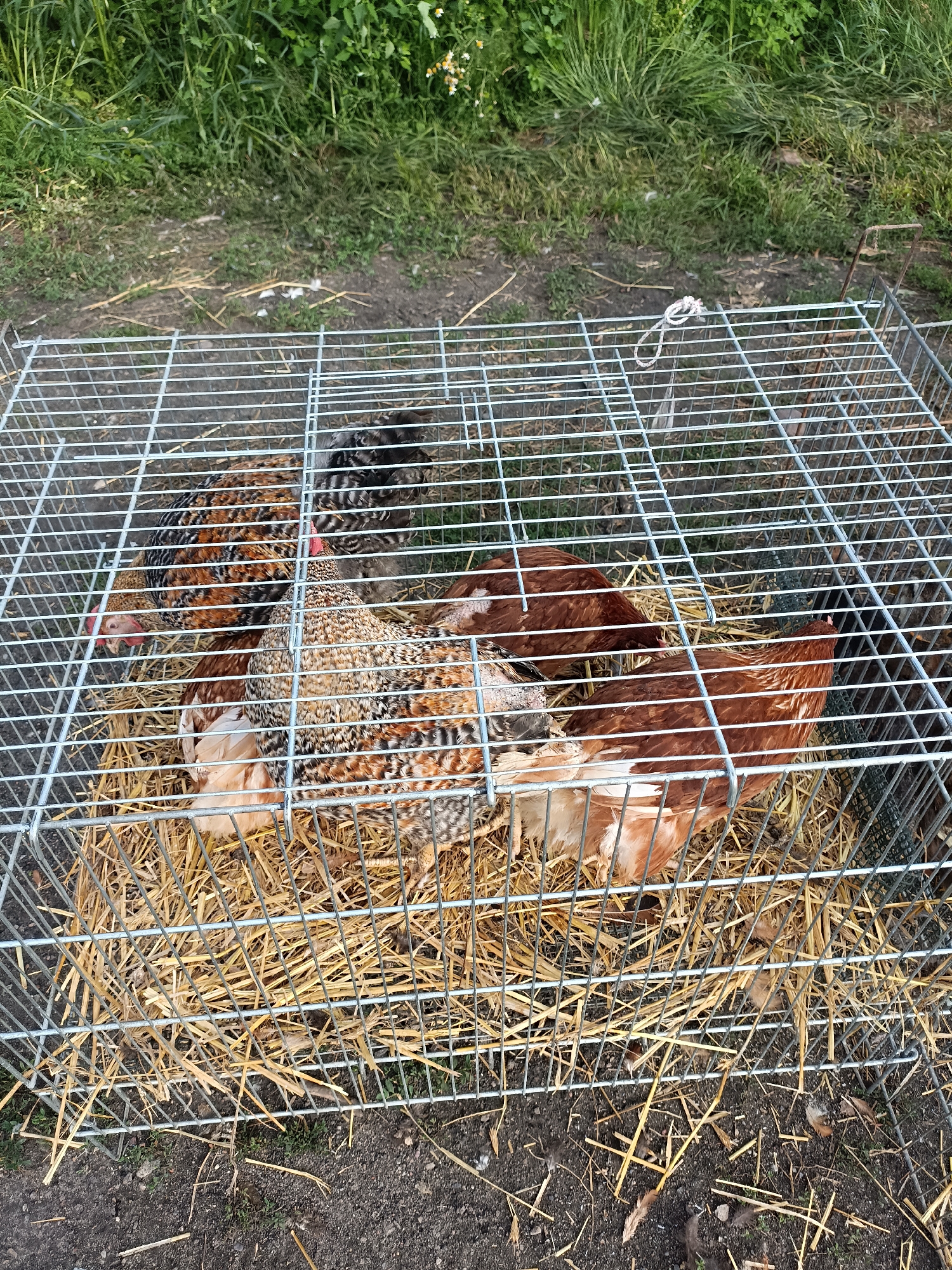 A wire cage with several chickens inside is placed on a bed of straw. The cage is made of metal bars and has a lid. The chickens are various breeds and colors, including brown, black, and speckled. Some of the chickens are standing, while others are sitting or lying down. The cage is outdoors, with green grass and dirt visible in the background. The overall impression is one of a rural or farm setting. The city of Łosice is located in eastern Poland and is known for its agricultural industry. The image is a clear and well-lit photograph.