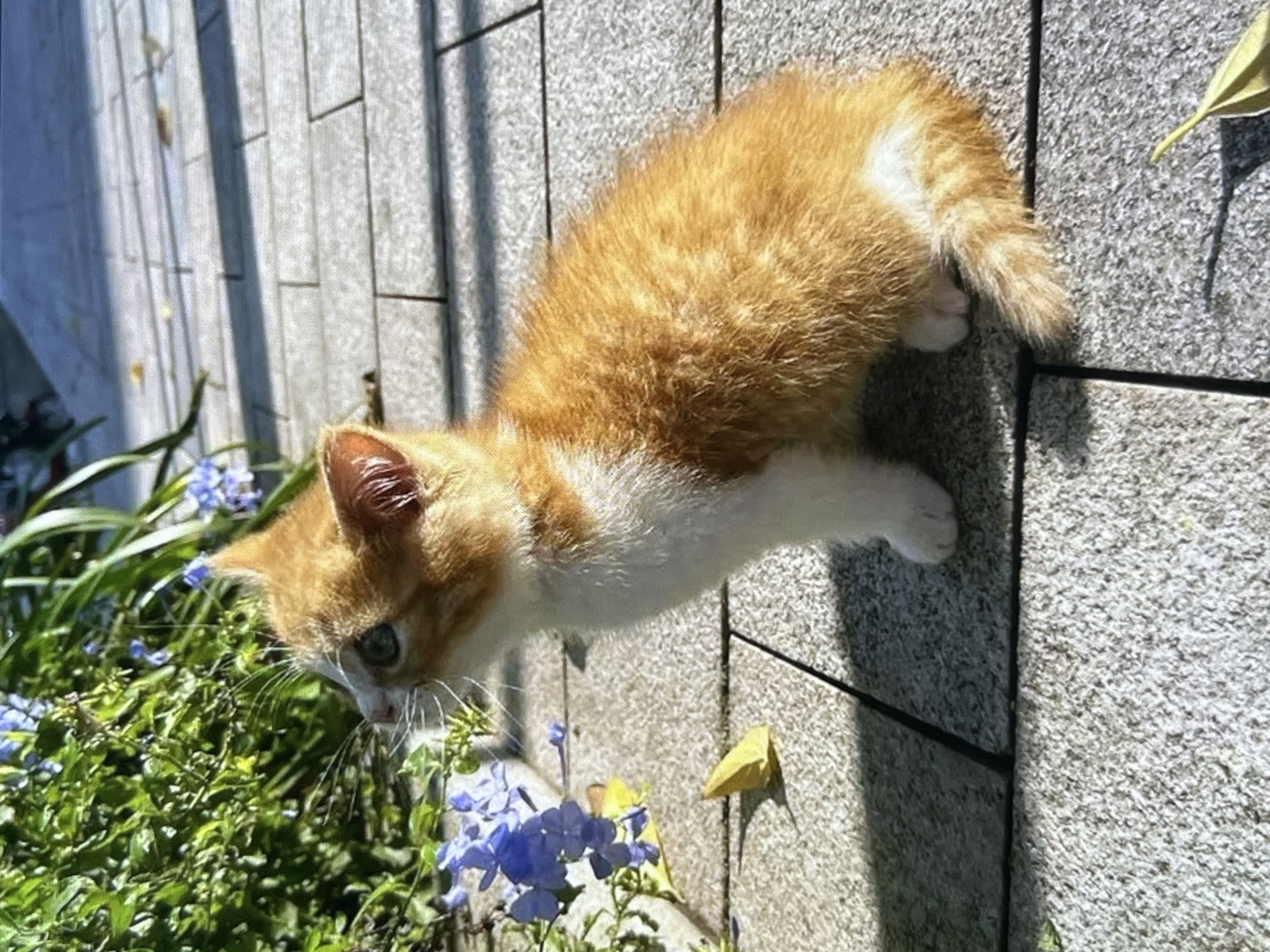 A ginger and white kitten sits on a paved surface, looking to its left at blue flowers and green foliage. The ground is made of large, light gray rectangular tiles. Sunlight casts shadows from the plants and the kitten onto the tiles. A single yellow leaf rests on the ground in the foreground.