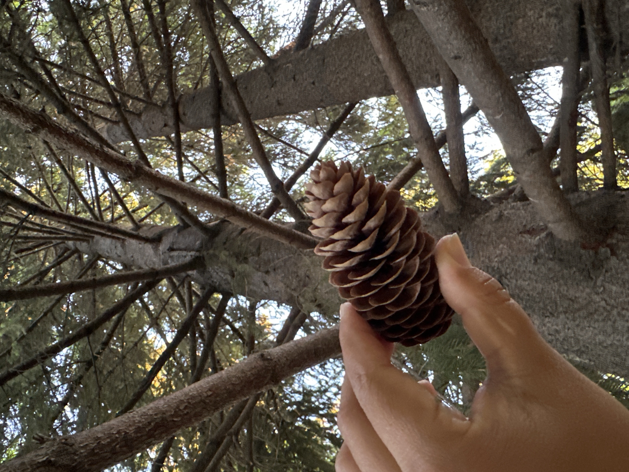 A human hand is holding a pinecone in front of a tree. The view is looking up from below through the tree branches towards the sky. The location and city are unknown.