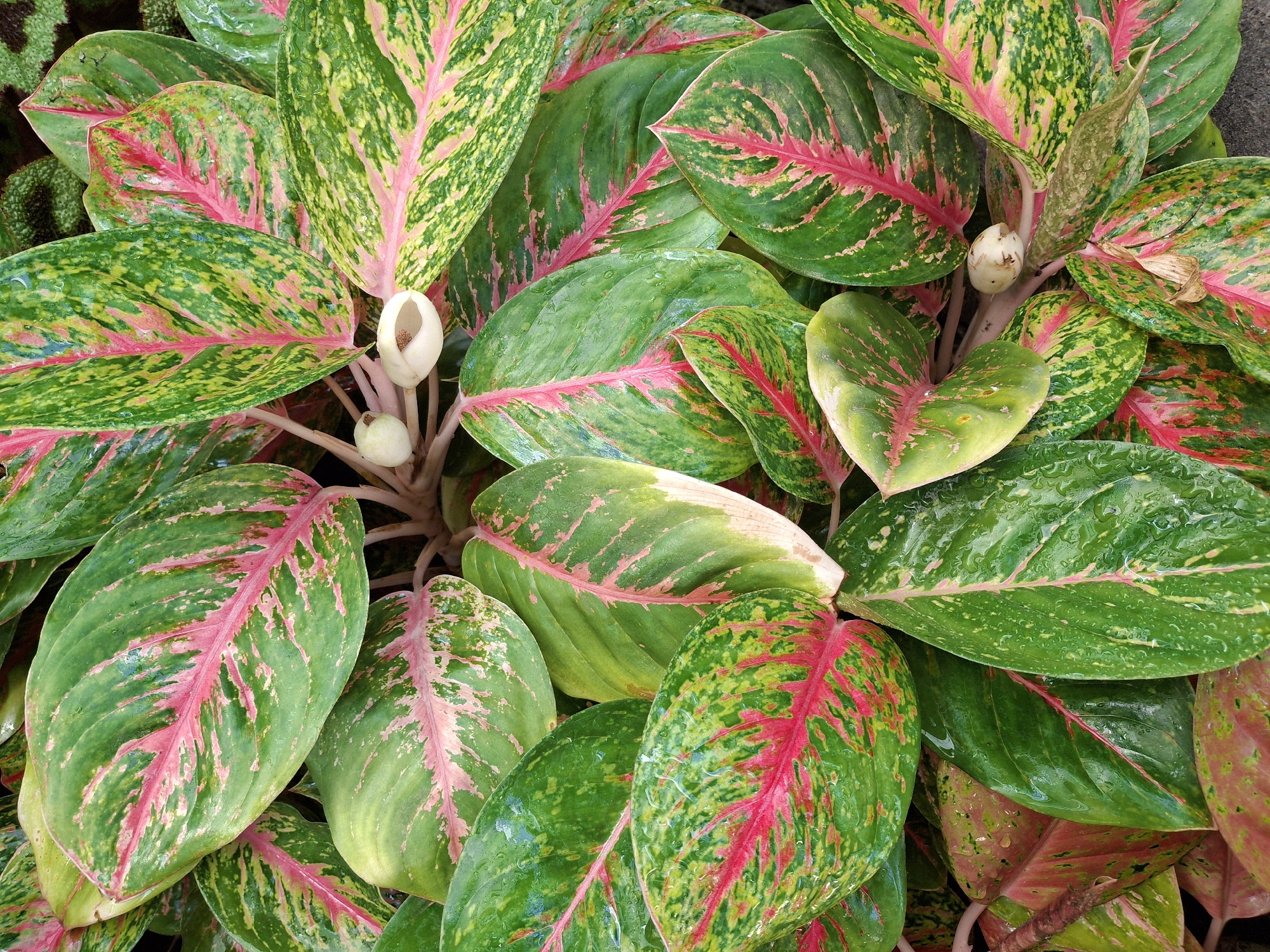 A close-up, overhead shot captures a dense cluster of Chinese Evergreen (Aglaonema) plants, showcasing their vibrant foliage. The leaves are large and ovate, displaying a striking pattern of deep green, bright green, and prominent streaks of pink along their central veins. Many of the leaves are dotted with tiny water droplets, suggesting recent watering or high humidity. The plant also features a few small, pale white flower buds, some partially open to reveal a creamy interior. The lighting is natural, highlighting the glossy texture of the leaves. The background is a blurred mosaic of more foliage and a dark, indistinct surface, likely another plant or a dark substrate, suggesting an outdoor or well-lit indoor setting. This image likely depicts a garden or a conservatory in Lumajang, Indonesia, given the commonality of this plant in tropical environments. There are no people or animals visible in the frame.