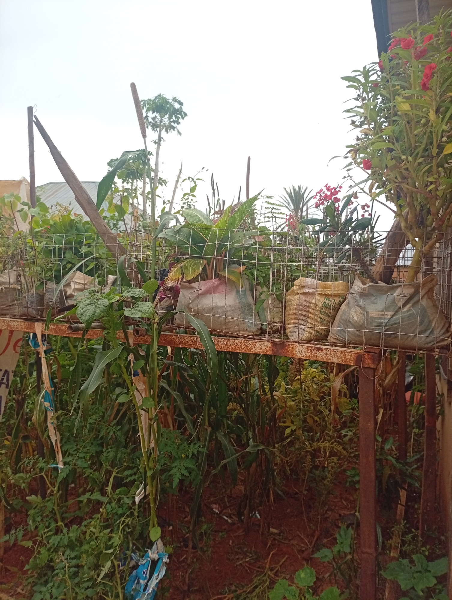 The image depicts a lush garden with various plants, including what appears to be maize and flowering plants, in the city of Tumfure, Nigeria. The plants are arranged in a tiered structure, with some growing in sacks on a metal shelf, suggesting a method of vertical gardening or an organized planting system. The surroundings are characterized by red soil and a dense growth of vegetation, indicating a fertile environment. The overall scene suggests a thriving agricultural or horticultural setting within an urban or semi-urban area of Tumfure.