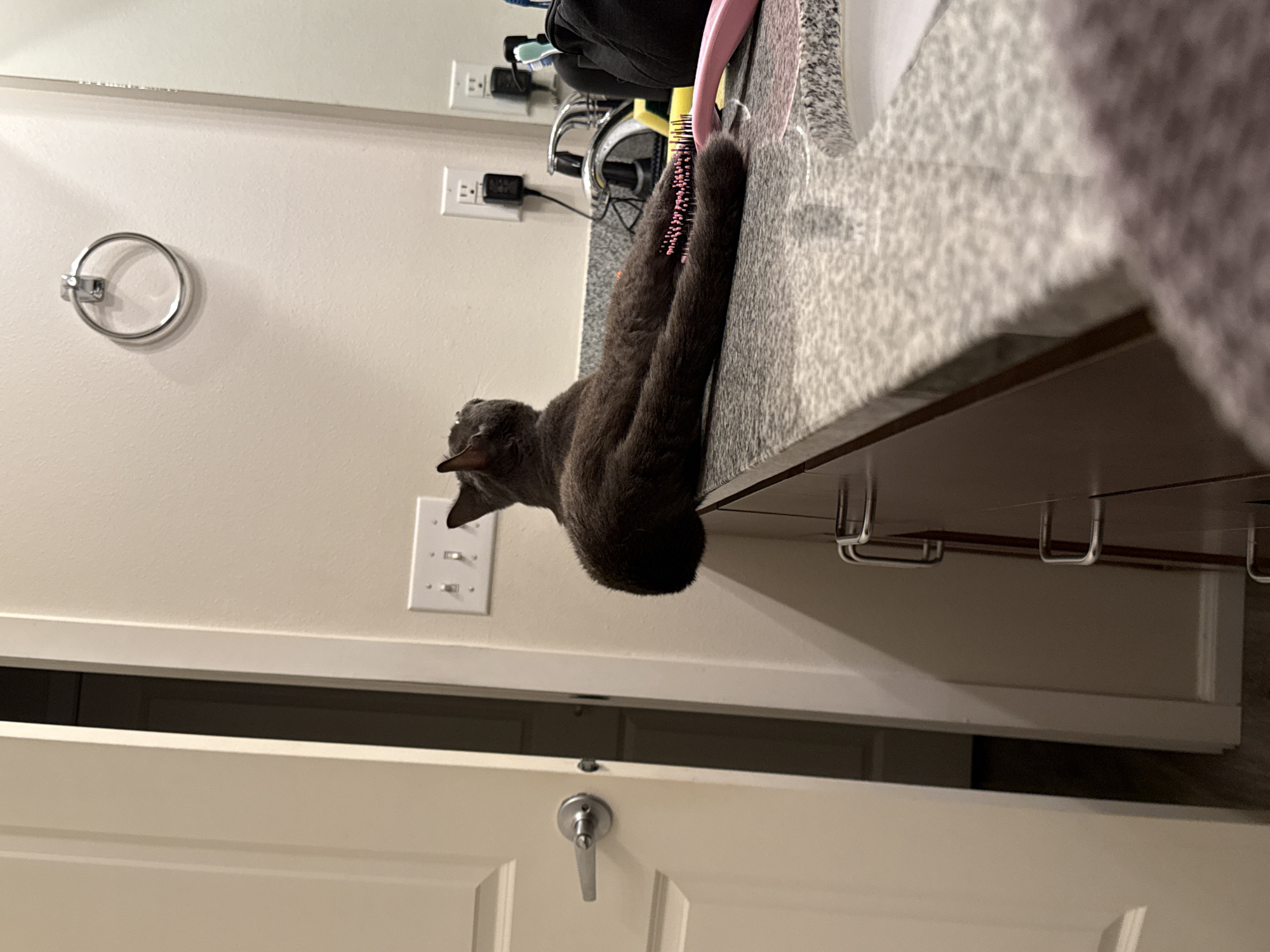 The image shows a dark grey cat lounging on the granite countertop of a bathroom vanity. The cat is positioned with its hindquarters towards the camera, with its long tail stretching out to the right. The cat's fur appears sleek and its body is relaxed. In the background, a white wall with light switches and electrical outlets is visible. A silver towel ring is mounted on the wall above the vanity. To the right, a sink faucet and some toiletries can be seen, including a black bag and a pink hairbrush. The vanity itself has dark wood drawers with silver handles. To the left of the image, a white door with a silver handle is partially visible, as well as a narrow opening that leads to another room. The overall scene is consistent with a bathroom setting. The image appears to have been taken in Fife, United States of America, though no specific landmarks are identifiable.