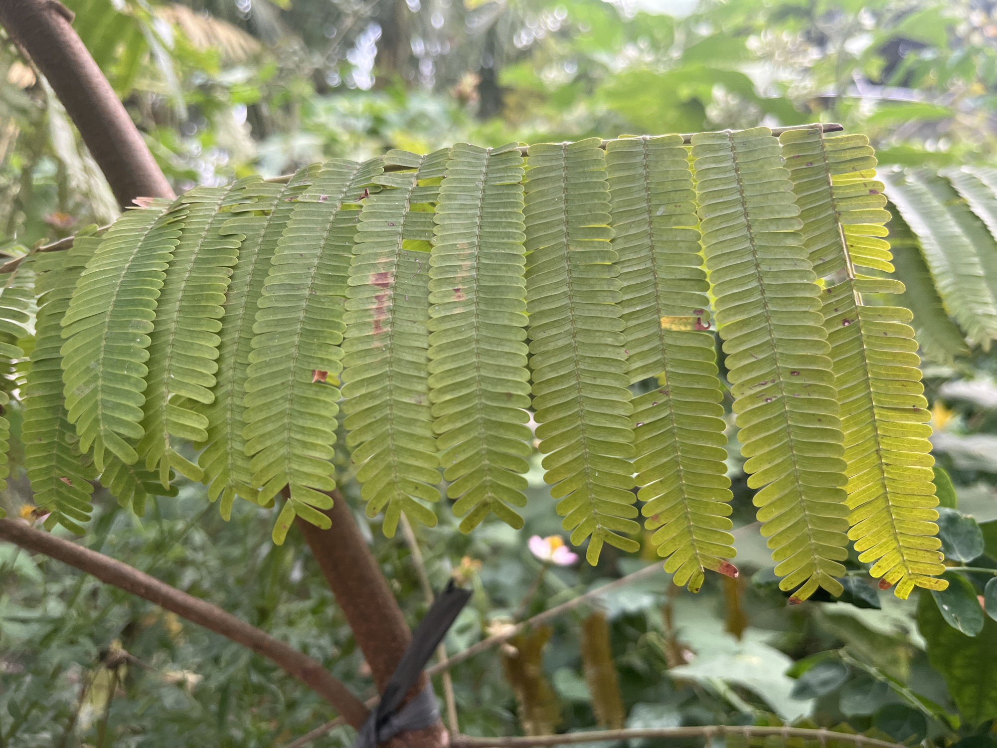 A close-up, eye-level shot focuses on a cluster of compound leaves of a plant, likely in Meliau Hulu, Indonesia. The leaves are bright green, with each compound leaf consisting of numerous small, oval leaflets arranged in pairs along a central stem. Some of the leaflets show signs of damage or discoloration, with small reddish-brown spots and some holes. The sunlight filters through the leaves, creating a slightly backlit effect that highlights their delicate structure and reveals their vibrant green color, with a warmer yellow tint on the right side of the image.
The leaves are hanging from a branch, which is visible in the foreground on the left side of the frame. The branch is brown and appears to be thicker than the leaf stems. A dark grey material, possibly tape or twine, is wrapped around a portion of the branch.
The background is softly blurred, suggesting a shallow depth of field. It consists of a lush green environment with other foliage and some out-of-focus white and yellow shapes that might be small flowers. The overall impression is one of natural, outdoor growth. The image captures a specific detail of a plant's foliage, emphasizing its texture and the play of light on its surface.