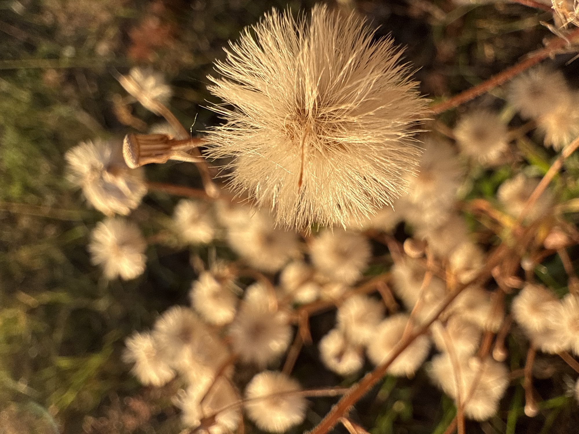 This media file is a close-up photograph of dried thistle seed heads, likely in a natural setting. The primary subject is a large, fluffy, spherical seed head in the foreground, rendered in sharp focus with a warm, golden light illuminating its delicate fibers. Surrounding it, and progressively out of focus, are numerous smaller seed heads, appearing as soft, pale orbs against a blurred background of greenery and brown foliage. Thin, reddish-brown stems connect the seed heads, suggesting they are part of a larger plant or cluster.
The lighting appears to be from a low sun, indicating either early morning or late afternoon. The warm, diffused light and the dry appearance of the seed heads suggest a cool, possibly autumnal or wintery season. The presence of grass and foliage in the background hints at an outdoor environment, possibly a field, meadow, or garden. There are no visible people, animals, or man-made objects, focusing entirely on the plant life.
The overall mood is serene and somewhat melancholic, evoked by the dried state of the plants and the soft, fading light. The shallow depth of field draws attention to the intricate detail of the main seed head while creating a dreamlike atmosphere for the rest of the scene. No visible text is present in the image. The location context provided is Chaikovsky, Russia, which aligns with the natural, possibly temperate climate suggested by the flora.