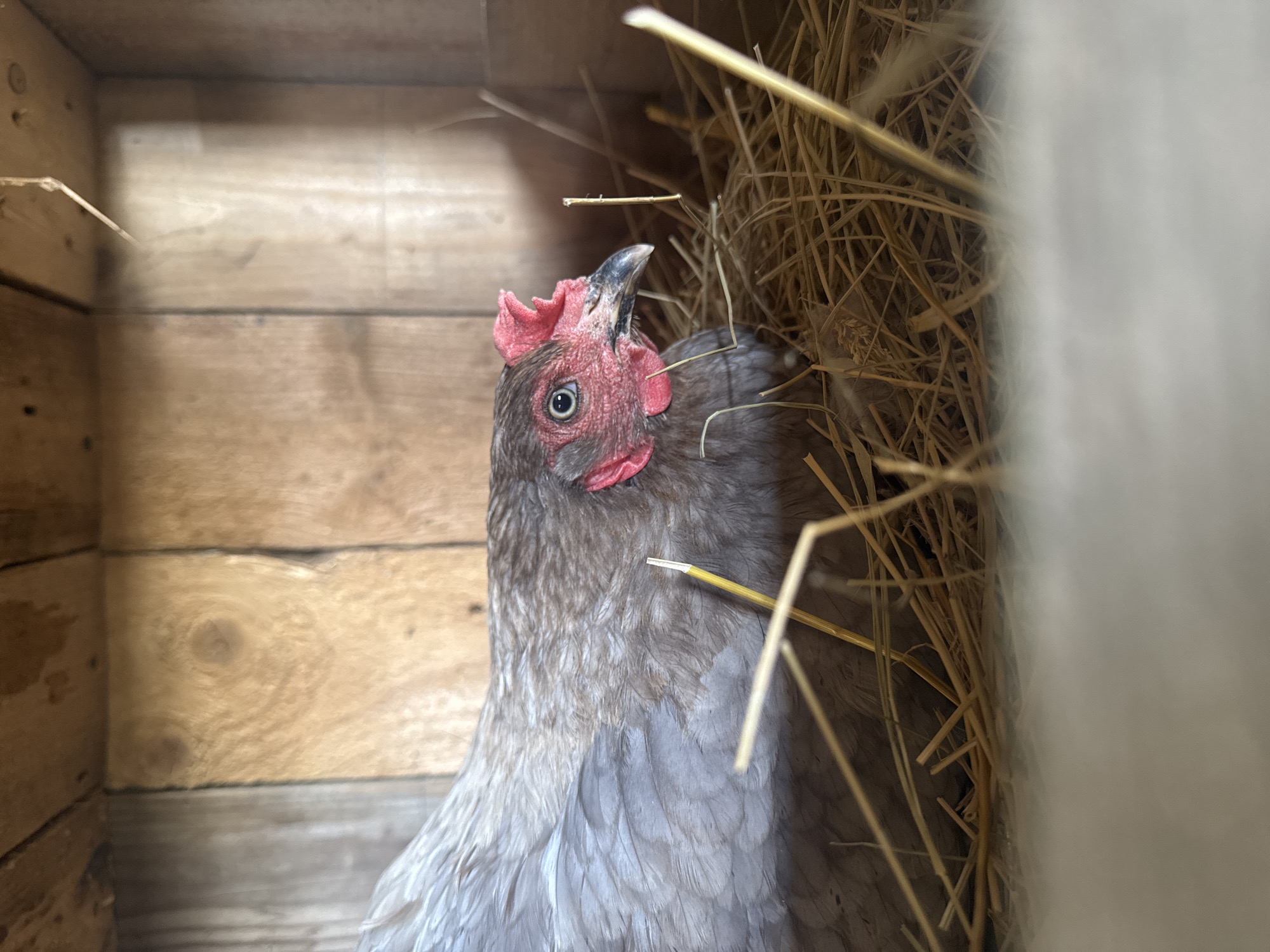 A close-up, eye-level shot shows a gray hen resting in a nest of straw inside a wooden enclosure. The hen is facing right, with its head turned slightly towards the viewer, revealing its red comb and wattle, and its light blue eye. The straw is densely packed, with several dry stalks protruding upwards. The wooden walls of the enclosure are visible in the background, with natural wood grain and some vertical planks. The lighting is soft, with shadows suggesting an indoor or sheltered environment.