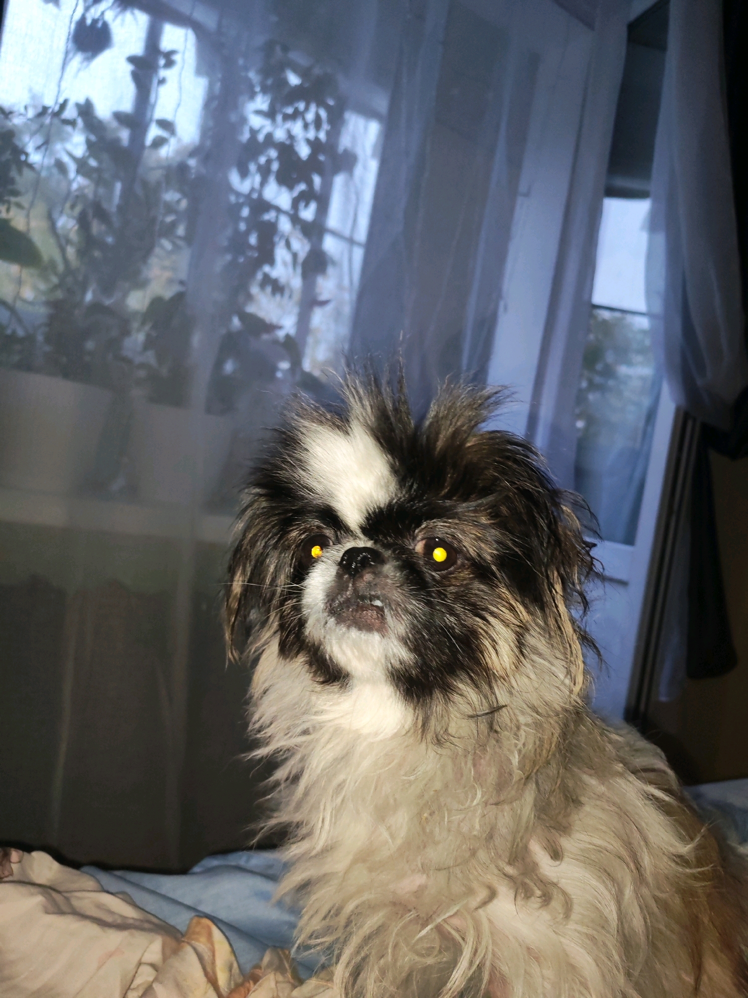 A small, fluffy dog with black and white fur and bright yellow eyes is lying on a bed. The dog's fur is unkempt, and its eyes are wide open, giving it a startled appearance. The dog is positioned in the center of the frame, with the background showing a window with sheer curtains and plants. The overall lighting is dim, suggesting it is either early morning or evening. The scene appears to be indoors, likely in a bedroom in Izhevsk, Russia. The dog is the sole subject of the photograph.