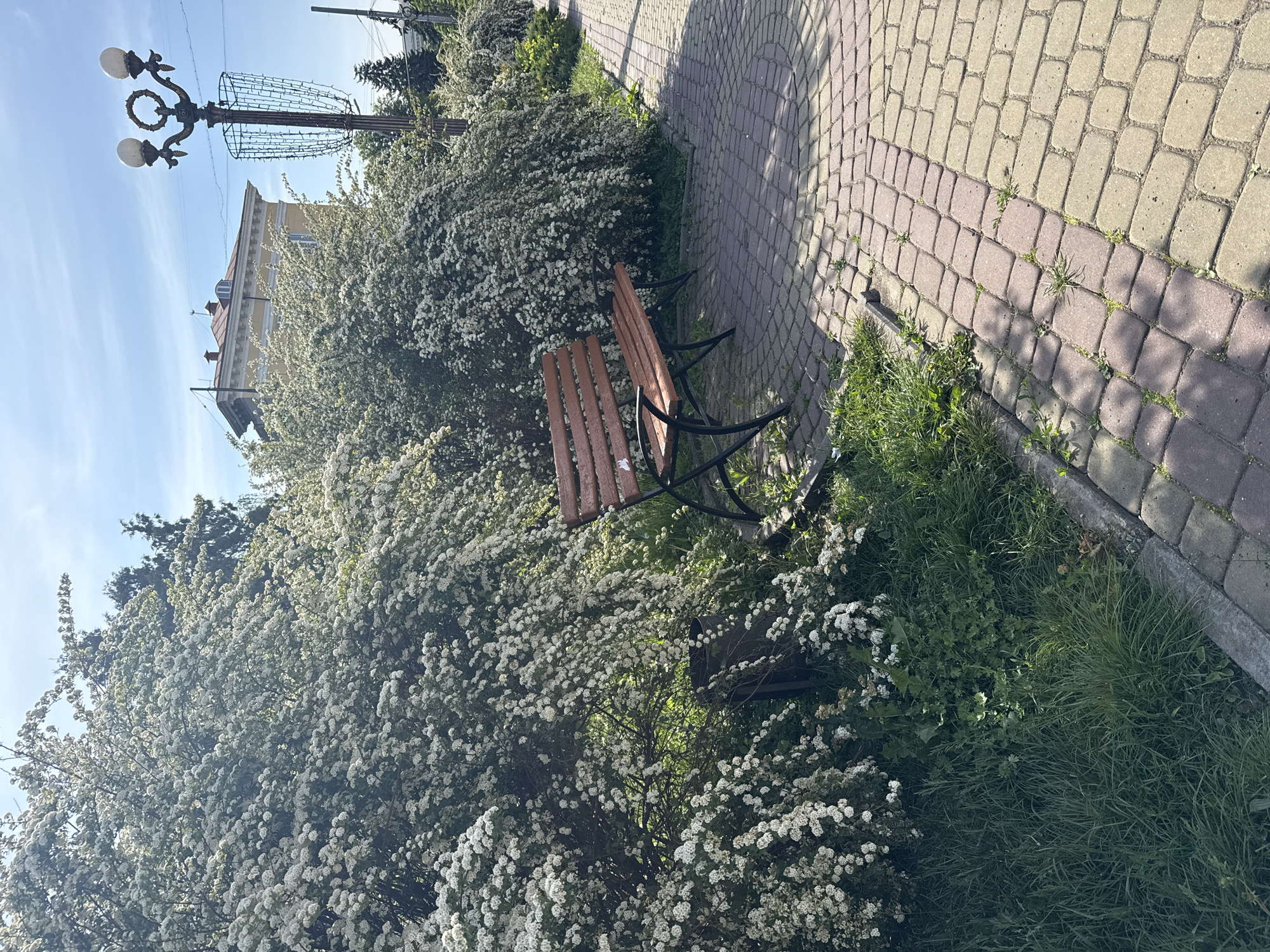 A park bench sits beside a brick walkway in Ternopil, Ukraine. The bench, constructed of brown wooden slats and a black metal frame, is partially obscured by a dense, blooming bush covered in small white flowers. The walkway is made of interlocking bricks, alternating between gray and reddish-brown. A light pole with three globe lamps stands in the background, adjacent to a decorative metal structure. A light-colored building with a visible roof is also visible. The sky is pale blue. Green grass and vegetation grow alongside the walkway. The perspective is slightly tilted.