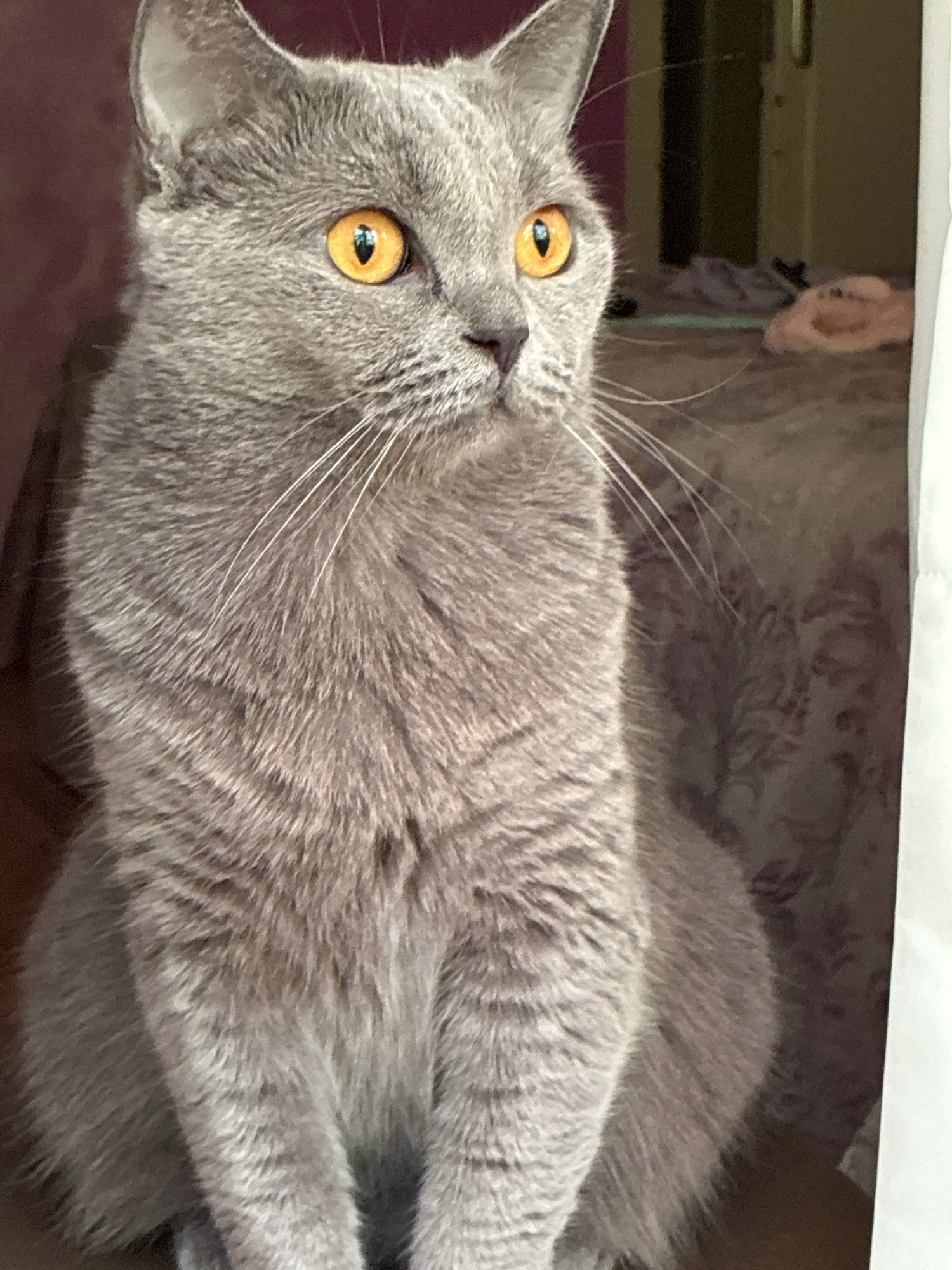 A British Shorthair cat with bright orange eyes is sitting indoors, looking to its right. The cat has dense grey fur and long white whiskers. The background is softly blurred and appears to be a bedroom with a bed and some clothing. The lighting suggests an indoor setting, possibly during the daytime. There is no discernible information about the location in Alanya, Turkey.