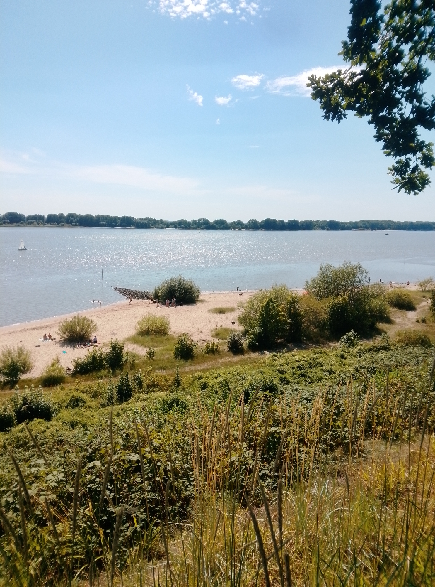 This is a photograph of the beach at the Elbe River in Wedel, Germany. The sun is shining and the sky is blue with a few scattered clouds. In the foreground, there is lush green vegetation with tall grasses. Behind the vegetation is a sandy beach where several people are sunbathing and swimming. A small sailboat is visible on the water, along with a few other boats in the distance. The opposite bank of the Elbe River is lined with trees. A large tree branch with green leaves hangs over the top right corner of the image.