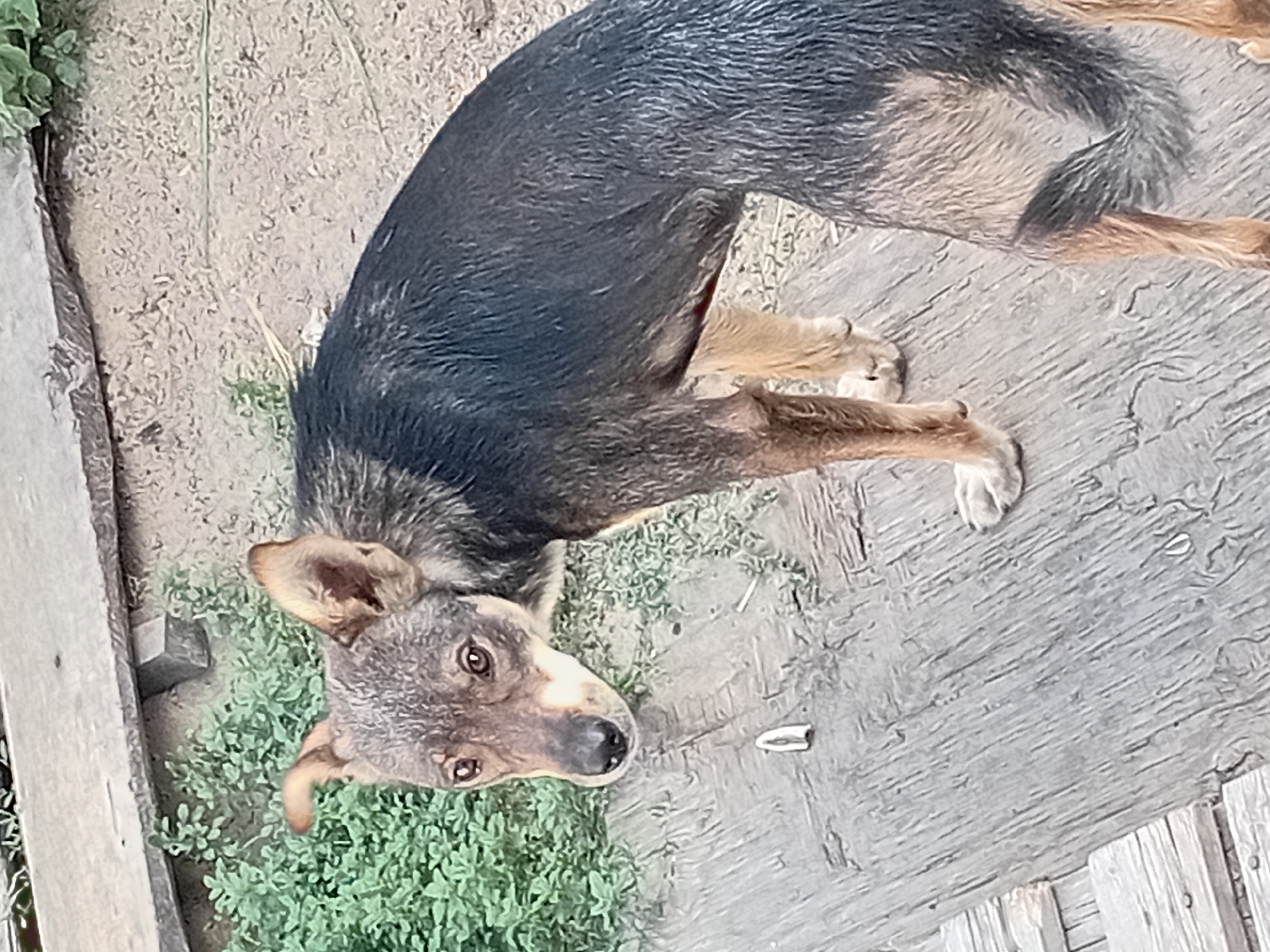 A medium-sized dog with black and tan fur stands on a weathered wooden surface. The dog is looking to the left with its ears perked up. Behind the dog, green foliage is visible, and beyond that, sandy ground. The overall environment appears to be an outdoor setting, possibly a yard or a rural area. The image is taken from a slightly elevated angle.