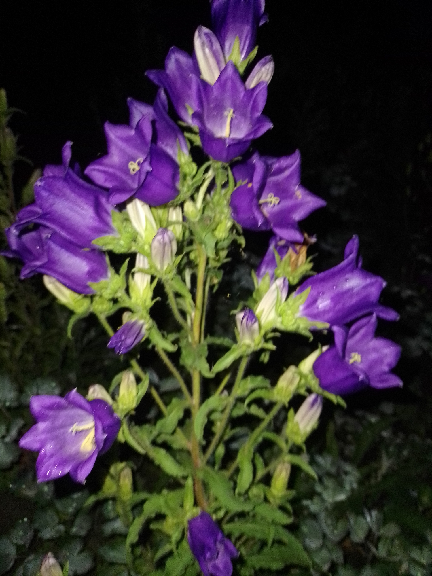 In Ustyvytsia, Ukraine, a close-up, eye-level photograph captures a cluster of purple bell-shaped flowers against a dark background. The flowers, with their prominent stamens, are in various stages of bloom, with some buds visible. The petals exhibit a subtle sheen, possibly from dew or water droplets. Lush green foliage surrounds the flowering stems. The overall lighting suggests it may be dusk or nighttime, with the dark background indicating a lack of ambient light or a distant setting.