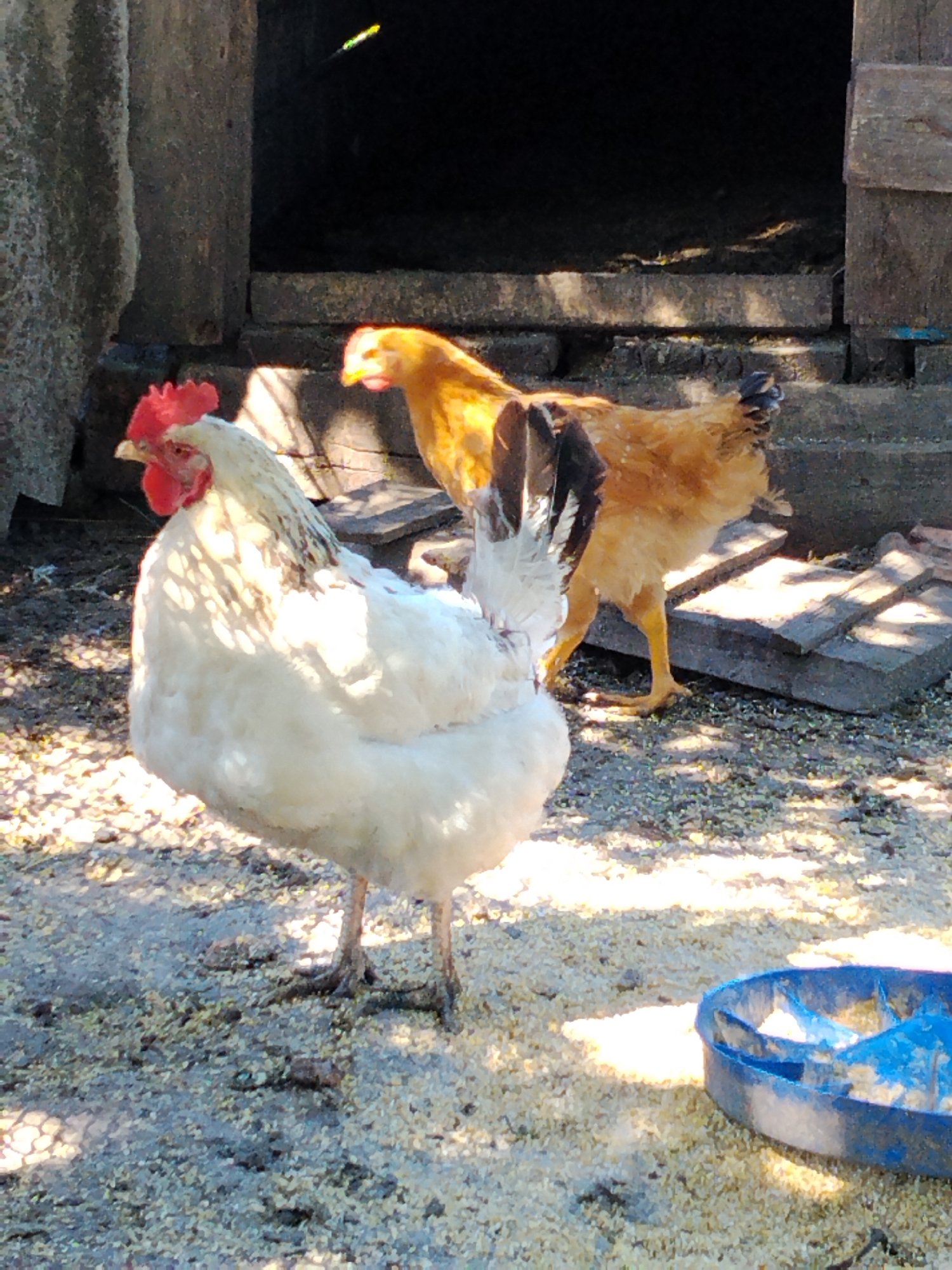 In Ustyvytsia, Ukraine, a close-up shot captures two chickens in an outdoor setting. In the foreground, a white chicken with a red comb stands prominently, facing left. Behind it, a lighter-colored chicken, possibly a hen, is visible with its body angled towards the right. Both birds are standing on a ground covered with scattered feed and debris. In the background, a dark opening, possibly an entrance to a structure, is framed by rough, textured walls. Sunlight casts shadows across the scene, highlighting the textures of the ground and the birds. A blue plastic feeder rests on the ground to the right of the frame. The overall impression is one of a rural farmyard environment.