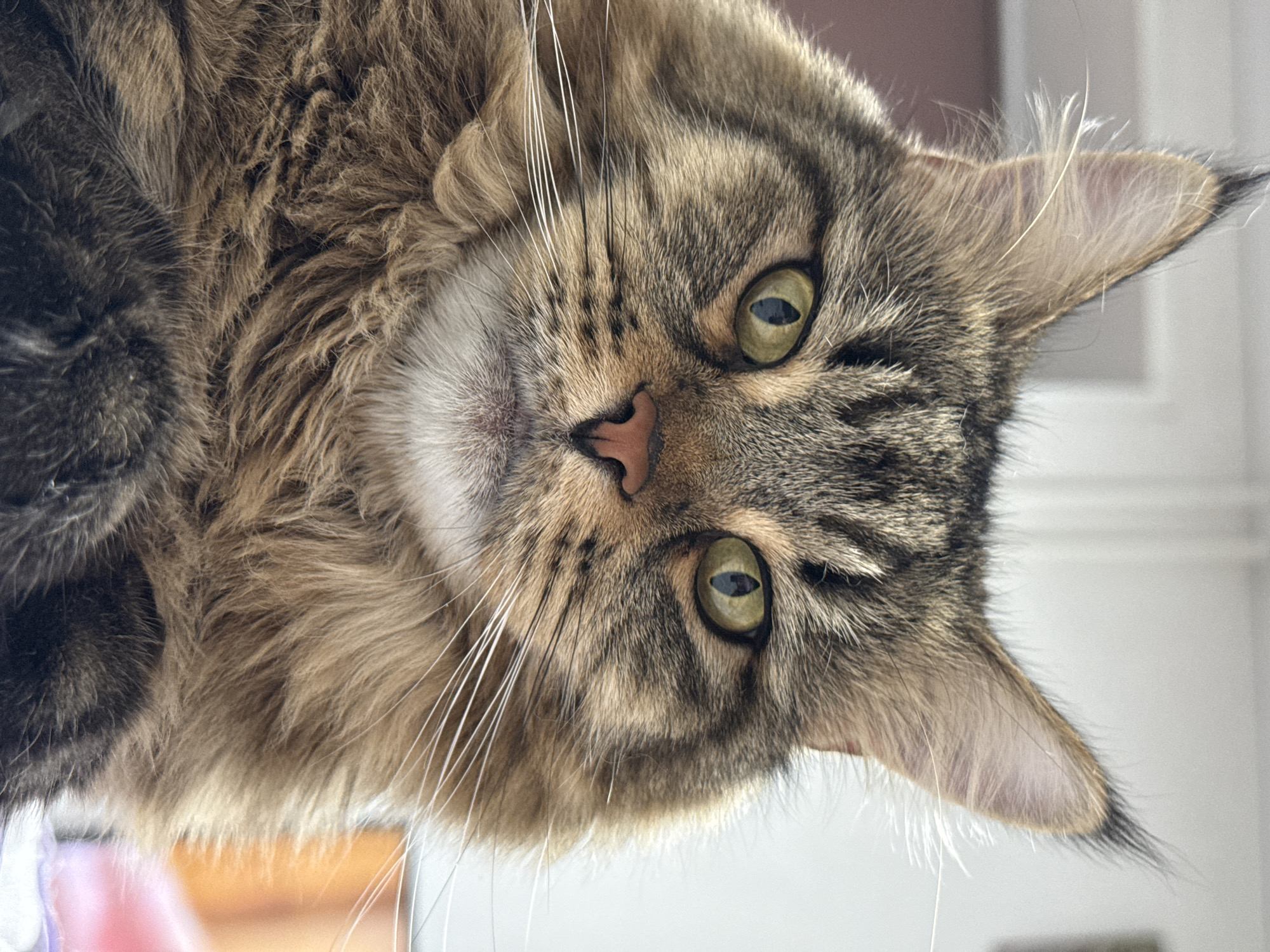 A close-up image shows the head of a brown tabby Maine Coon cat looking down at the viewer. The cat has green eyes, a pink nose, and long white whiskers. The fur around its head is thick and fluffy. The background is out of focus and appears to be a light-colored wall. There is no evidence suggesting that the image was taken in Izhevsk, Russia.