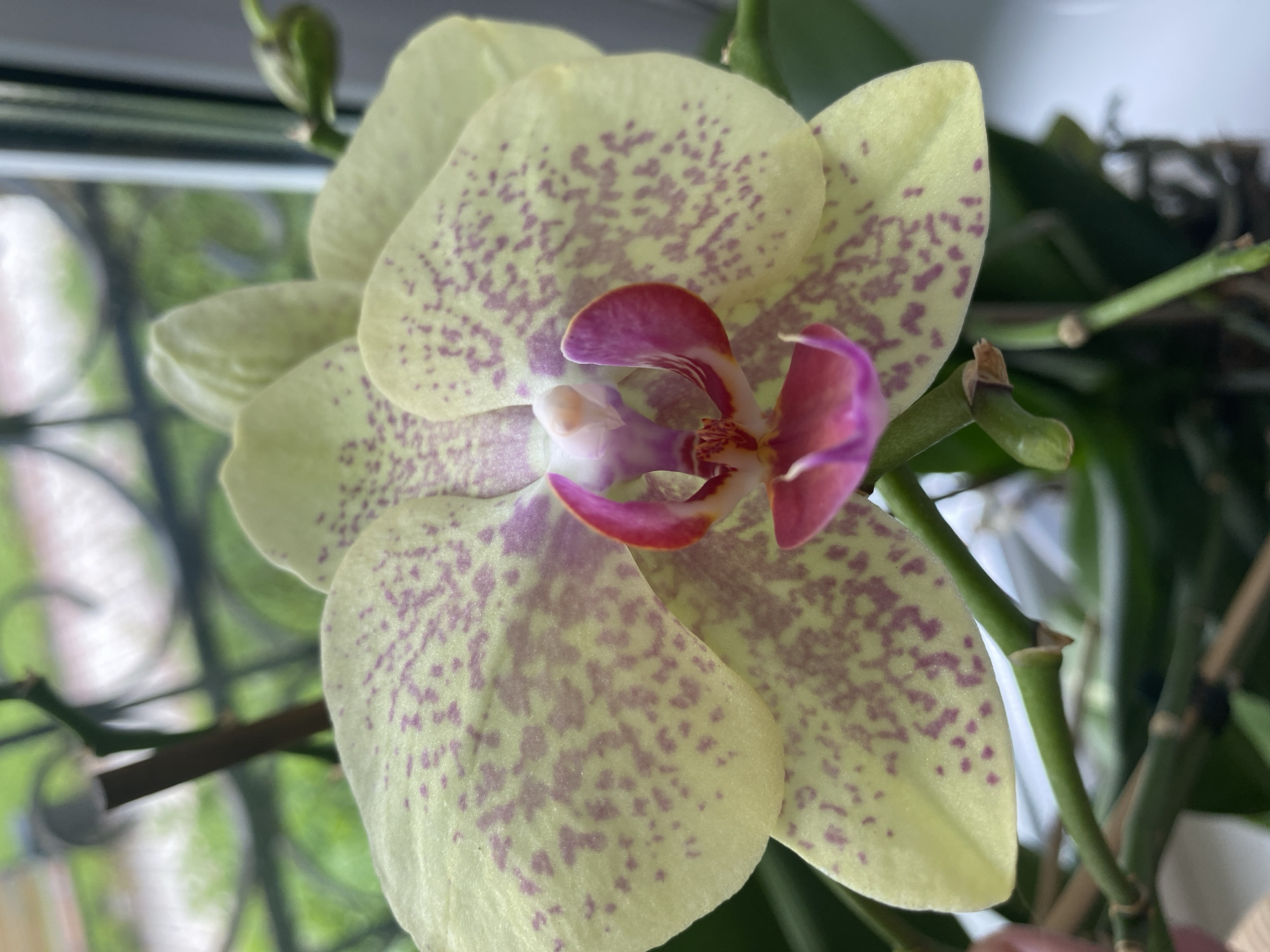 A close-up, eye-level shot shows a pale yellow orchid with delicate purple spots. The orchid's center is a vibrant fuchsia with hints of white and orange. The flower's petals are broad and slightly wavy, with a satiny texture. Several green stems and leaves are visible, some with brown nodes, suggesting the orchid is healthy and well-maintained. In the background, a blurred windowpane reveals a view of green foliage and a hint of a white object, possibly a building or another window. The lighting is soft, highlighting the orchid's intricate details. The scene appears to be indoors, likely on a windowsill or near a window, in an urban setting.