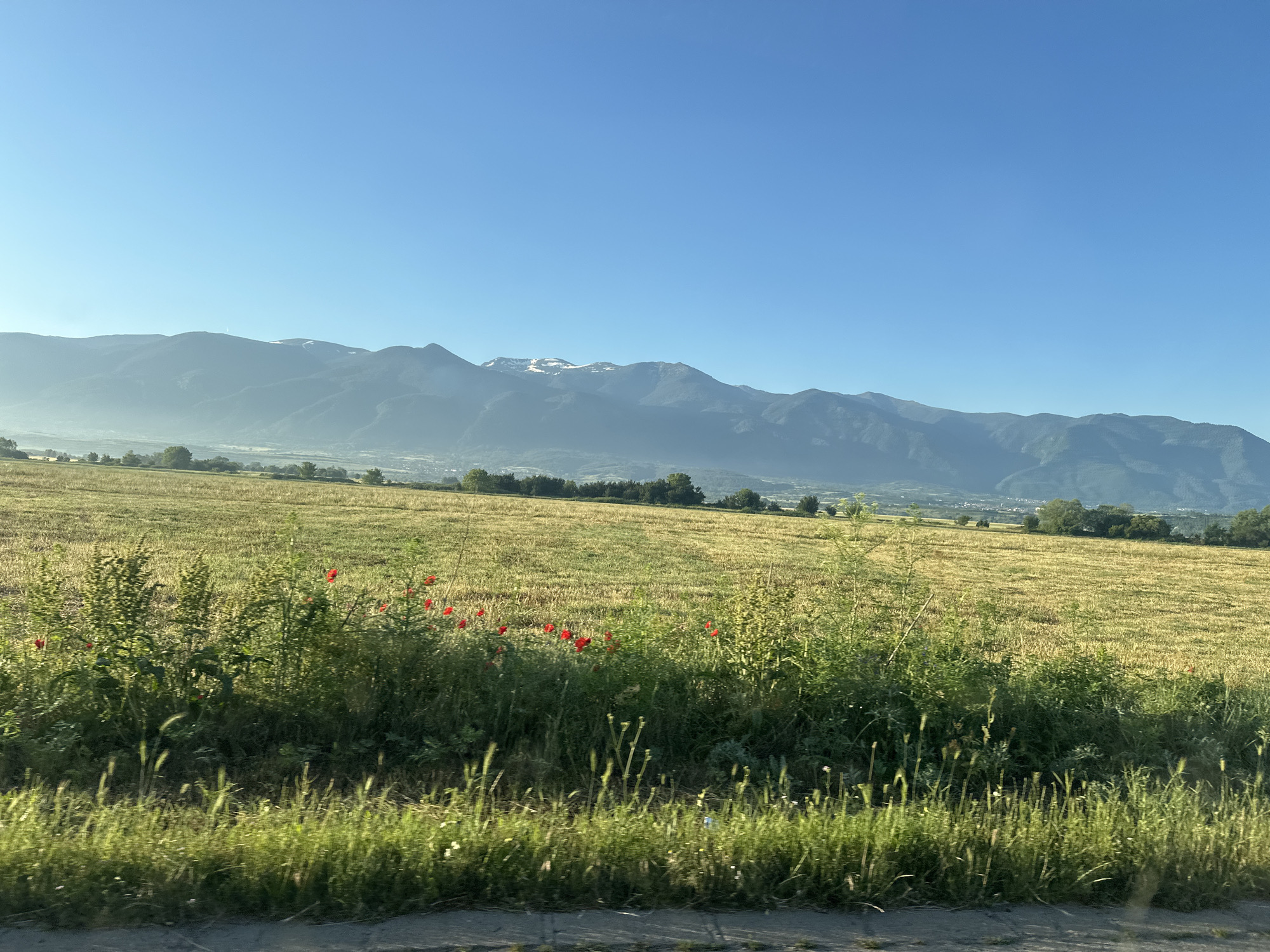 The image depicts a landscape scene with a clear blue sky dominating the upper portion. In the background, a range of mountains stretches across the horizon, with some of the higher peaks showing patches of snow. The mountains are hazy, suggesting distance or a light atmospheric effect.
In the middle ground, there is a large, dry, golden-yellow field, likely a harvested crop, with some green vegetation interspersed. Along the lower edge of this field, a band of lush green plants and grasses is visible, with several bright red poppies scattered amongst them.
The foreground shows a strip of green grass and some darker, possibly paved, ground at the very bottom edge of the frame. The overall impression is of a rural, natural setting under a bright, clear sky. The location is specified as the city of Cherven Breg, Bulgaria, suggesting this is a view of the surrounding countryside. No people or specific actions are depicted in the image.