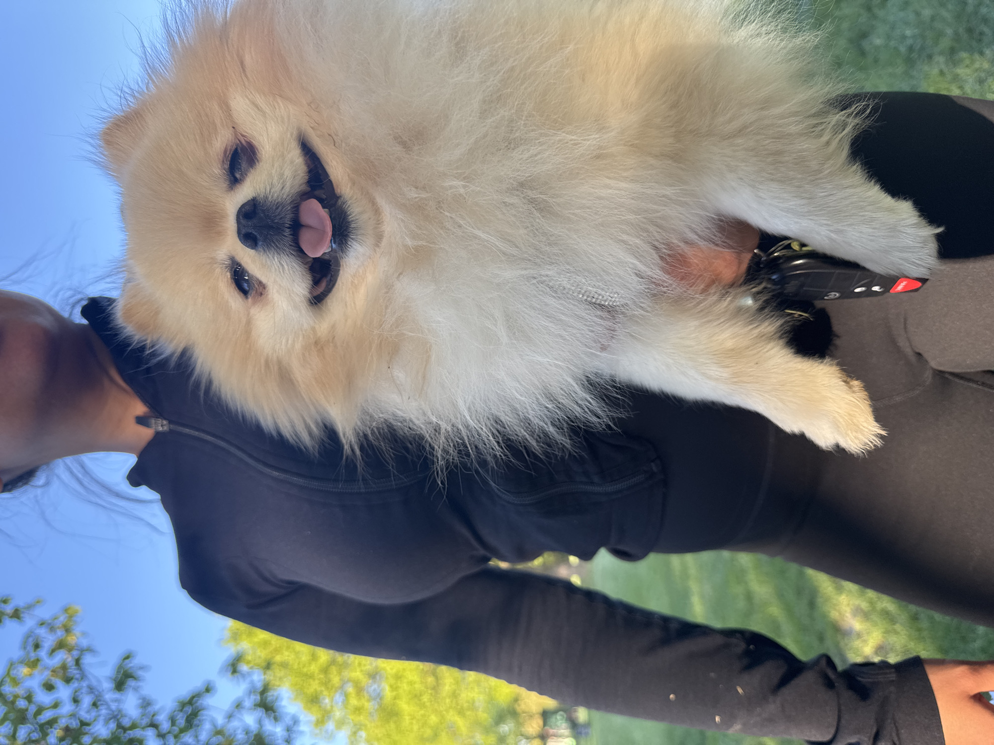 An outdoor, eye-level shot in Ditzingen, Germany, captures a person holding a fluffy, light-colored Pomeranian dog. The image is rotated 90 degrees counter-clockwise.
The primary subject is the dog, which has cream to light-tan fur, dark eyes, a black nose, and its pink tongue slightly out, suggesting a happy or panting expression. Its face is prominently featured, looking directly at the camera. Part of a person, likely the dog's owner, is visible, wearing a black long-sleeved top with a visible zipper near the collar and dark hair. The person's arm or hand is holding the dog.
One of the dog's paws, or possibly the person's hand, is resting near a black car key with a red button, partially obscured by the dog's fur.
The background features a bright blue sky with scattered green trees and foliage, indicating a sunny daytime setting, likely in a park or grassy outdoor area. The overall mood conveyed by the dog's expression is joyful and playful. There is no visible text in the image.