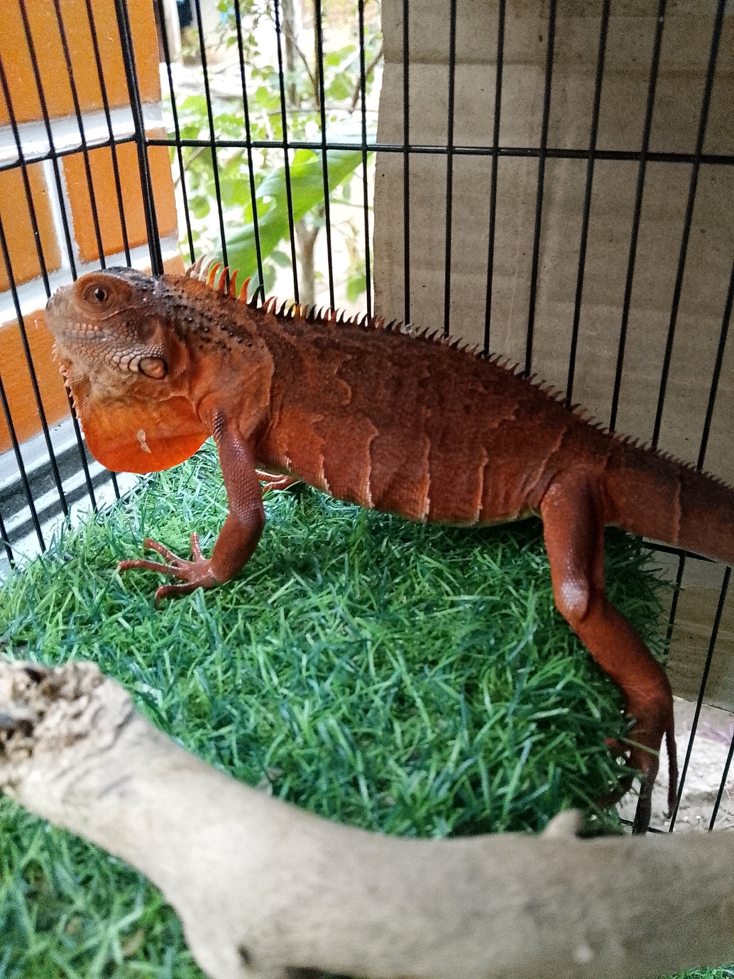 A reddish-orange iguana is perched on a patch of artificial green grass within a cage. The cage has black metal bars and a light brown backing. The iguana's scales are visible, and it has a spiky crest running down its back. Its head is turned to the left, with its eye clearly visible. In the foreground, a blurred piece of driftwood lies horizontally, obscuring part of the iguana and the grass. The background shows out-of-focus foliage and a brick wall, suggesting an outdoor or semi-outdoor environment. The lighting is somewhat dim, casting soft shadows.