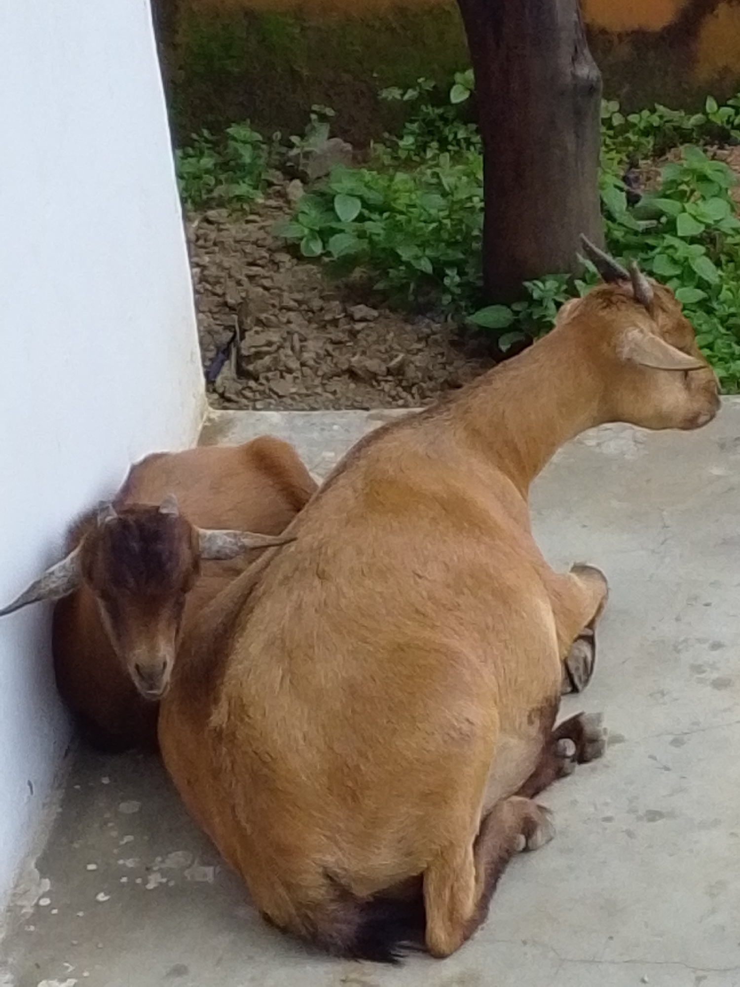 Two light brown goats are lying on a concrete surface next to a white wall. The goat in the foreground is facing to the right, with its head turned to look towards the viewer. The second goat is nestled against the first, facing left and looking towards the viewer with its head slightly lowered. Both goats have horns and are lying down. In the background, there is a brown tree trunk and green foliage. The scene is outdoors, and appears to be in a rural or semi-rural setting. The image was taken in Serti, Nigeria.