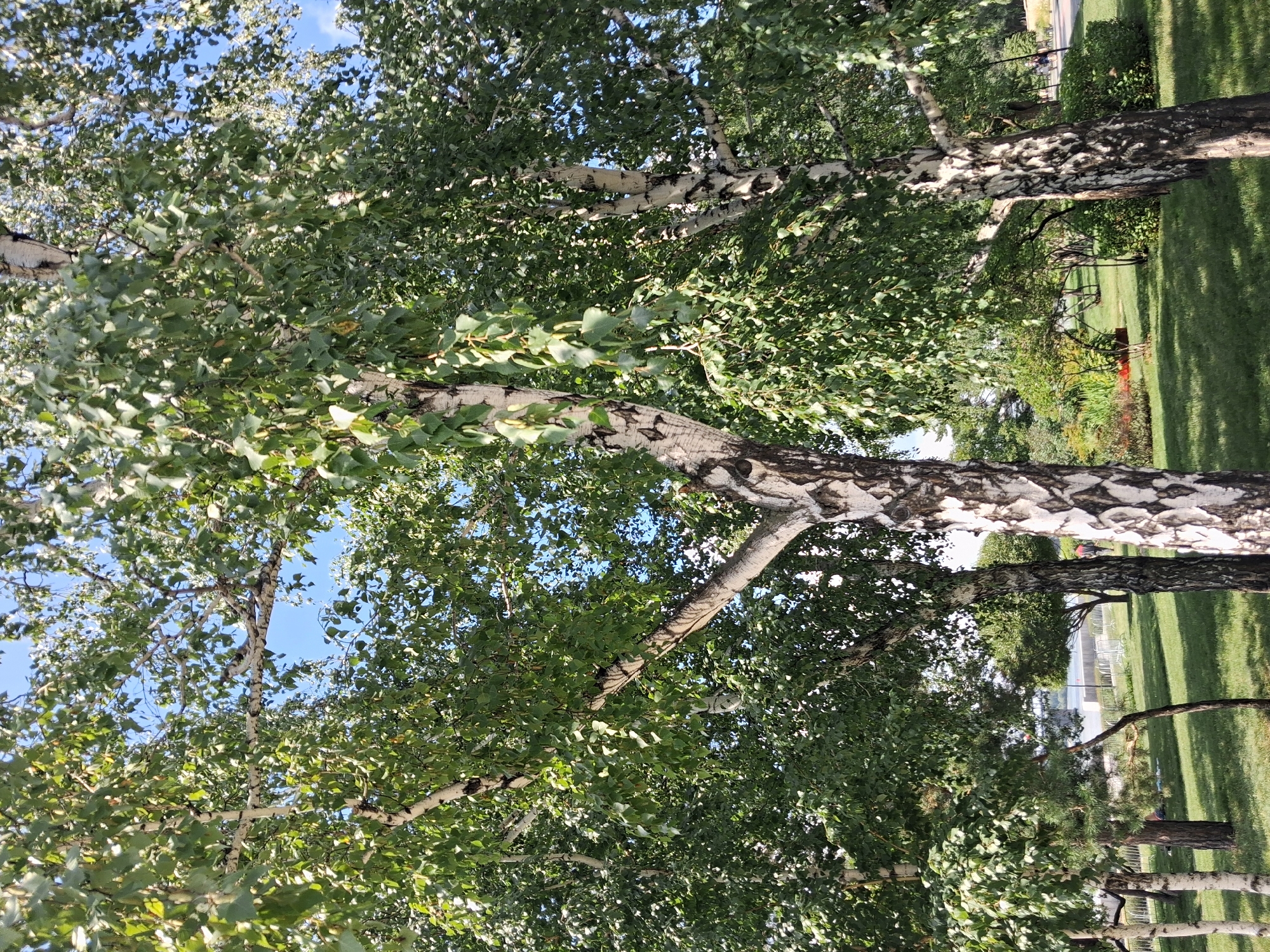 The image shows a park scene with birch trees in the foreground, their white bark with black markings contrasting with the green foliage. The trees are tall and full of leaves, suggesting it is summer or early autumn. The ground is covered with green grass, and in the background, there are other trees, some bushes, and a body of water, possibly a river or lake. There are some people visible in the background, including two individuals walking on a path and one person lying on the grass. The sky is clear and blue. The scene appears to be a public park with recreational areas. This image is a photograph taken in the city of Novosibirsk, Russia, likely in a park setting.