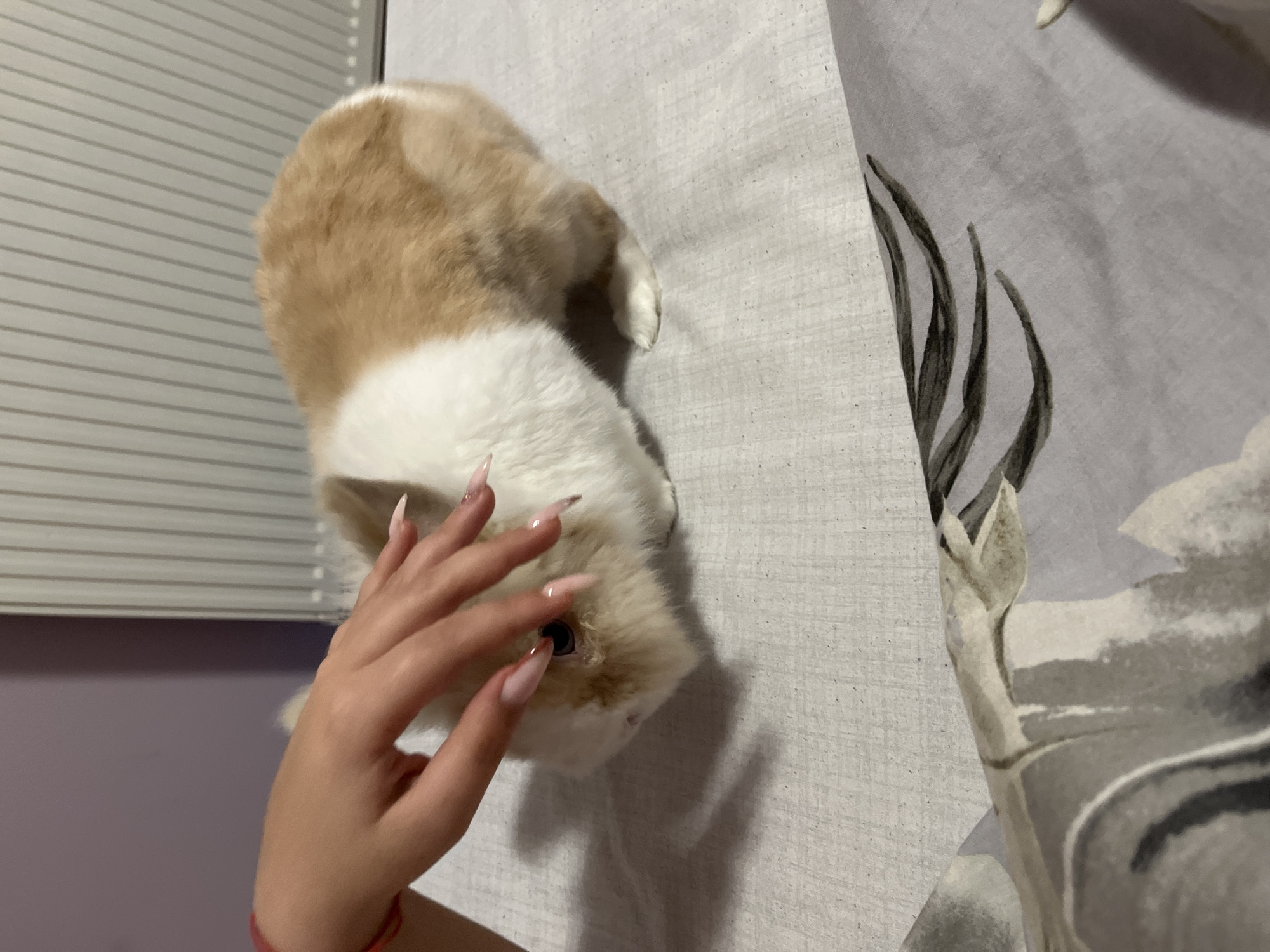 A person's hand with manicured fingernails gently strokes the fur of a small, fluffy rabbit. The rabbit is predominantly white with patches of light brown fur. It is positioned on a textured, light-colored surface that appears to be a bedspread. In the background, a radiator with vertical fins is visible against a pale purple wall. The scene is indoors, with no indication of a specific location in Sofia, Bulgaria. The lighting suggests an indoor environment, possibly a bedroom or living area.