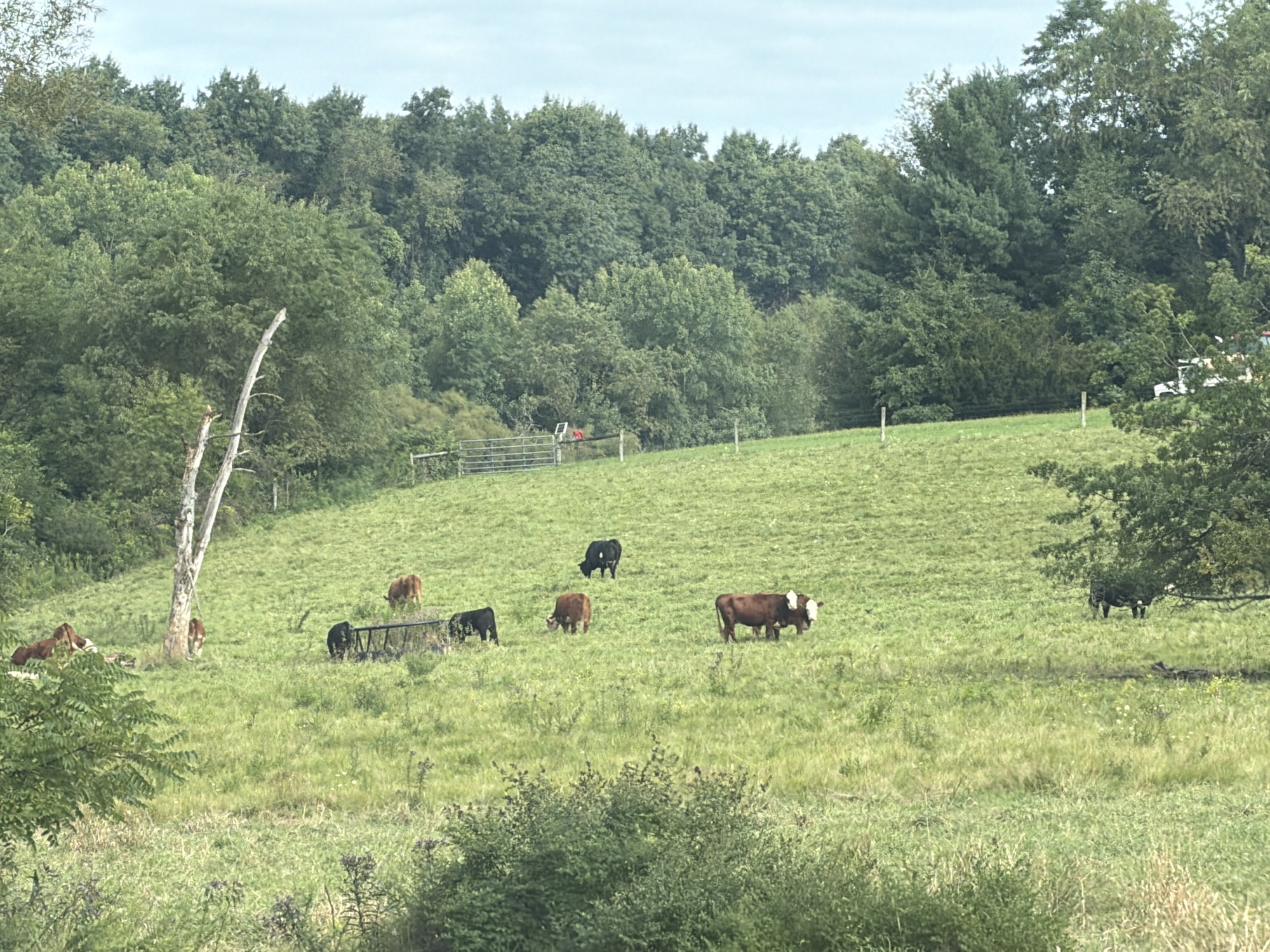 A herd of cattle grazes on a lush, green hillside under a pale, overcast sky. The landscape is characterized by rolling fields dotted with trees and a fence line running across the middle ground. Several brown and black cows are visible, some grazing, others standing. A weathered, bare tree stands prominently on the left side of the frame. In the distance, dense woodland forms a backdrop to the pastoral scene. The image appears to be a serene rural setting.