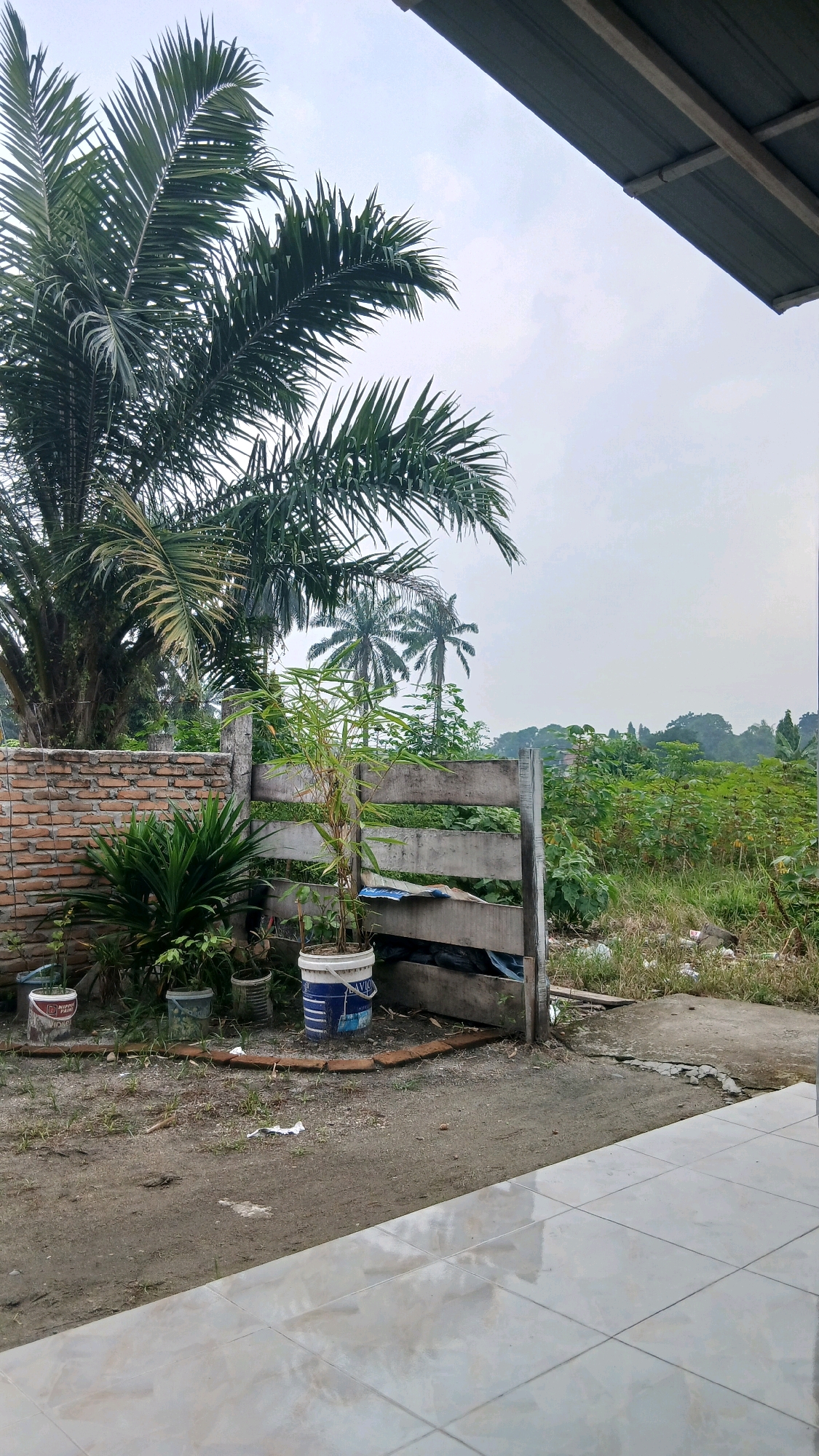 The image depicts an outdoor scene, likely a residential backyard, in Hamparan Perak, Indonesia. In the foreground, a tiled patio extends into the frame from the bottom right. Beyond the patio, a dirt and gravel area is visible, with a low brick wall on the left side. Several potted plants are arranged near the wall and a wooden fence structure. Among the plants is a tall stalk of bamboo in a blue and white bucket, and a bushy green plant with sword-like leaves.
The fence structure is made of weathered wood and concrete posts, and appears to divide the immediate area from a more overgrown, natural landscape in the background. A large palm tree dominates the upper left portion of the image, its fronds reaching towards an overcast sky. In the middle ground, smaller palm trees are visible, and beyond them, a dense area of green vegetation stretches towards the horizon. The overall impression is one of a somewhat untidy but functional outdoor space, with elements of both cultivated plants and wilder growth. The sky is a pale, diffused grey, suggesting either an early morning, late afternoon, or overcast day.