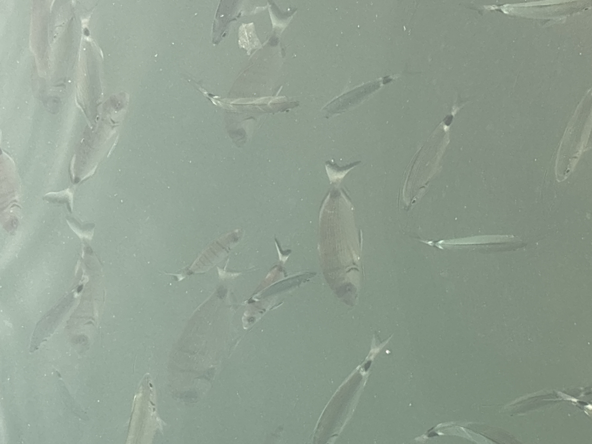 The image shows a school of small fish swimming in shallow, murky water, likely in the Mediterranean Sea near Urbanización Cabo Roig, Spain. The lighting is diffused, suggesting an overcast day or the fish are swimming in shade. The water appears to have some particulate matter, contributing to its opacity. There are no humans or man-made objects visible in the frame, focusing solely on the marine life in their natural environment. The fish are of various sizes and are swimming in different directions, indicating natural behavior within the school.