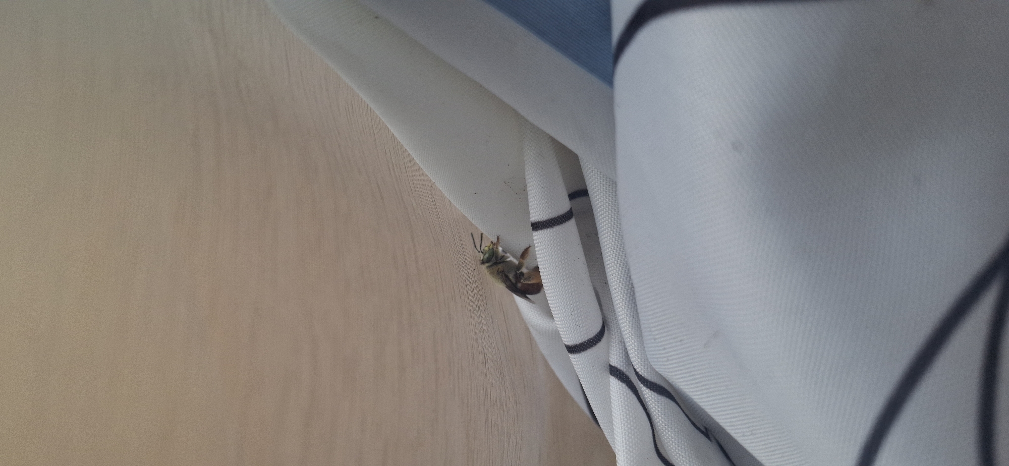 This close-up image, likely taken indoors in Vallecito, Venezuela, features a large bee-like insect clinging to a white curtain next to a light brown wooden surface.
The main subject is a robust insect, strongly resembling a carpenter bee, positioned vertically on the curtain. Its head is prominent, featuring two distinct antennae and large, iridescent greenish-blue compound eyes. The insect's thorax appears dark and somewhat furry, leading to a contrasting, segmented abdomen that is a reddish-brown to orange color. Its legs are visible, gripping the fabric of the curtain.
The insect is situated on a white curtain that has subtle black, vertical stripes or patterns running down its length. The curtain appears to be pleated, creating slight shadows and texture. To the left of the curtain, a smooth, light brown surface is visible, which seems to be made of wood or a wood-laminate material, possibly part of a wall or furniture. The lighting is soft and ambient, indicating an indoor setting without direct harsh light. There are no active events taking place beyond the insect resting on the curtain. No text is visible in the image.