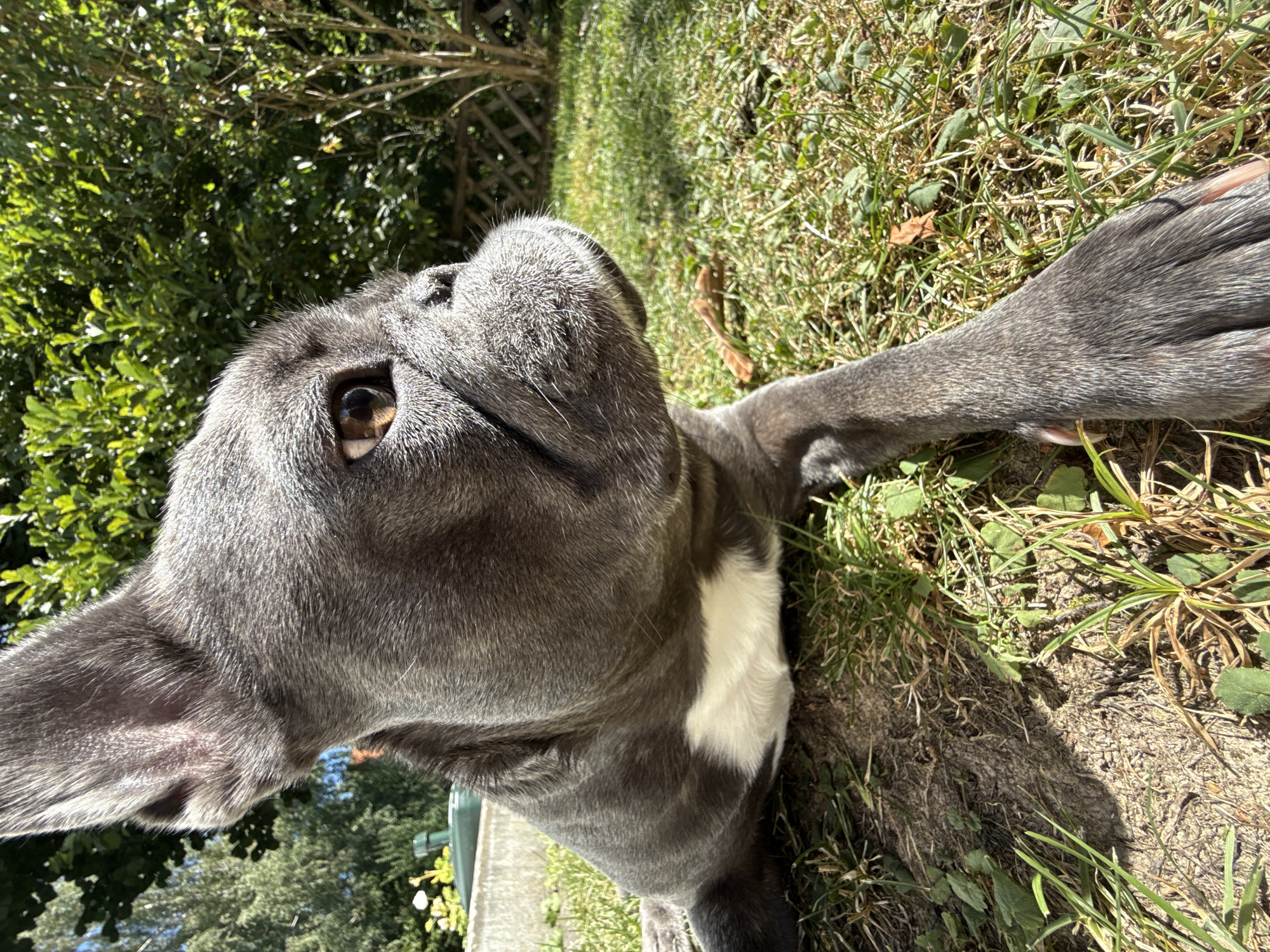 A grey French Bulldog is lying on a grassy lawn in the city of Bad Sachsa, Germany. The dog is in profile, facing to the right, with its head tilted slightly upwards. Its fur is short and dense, with a white patch on its chest. The dog's eyes are brown and expressive. In the background, there are green trees and bushes, and a wooden fence. The sun is shining, casting shadows on the grass. The dog appears to be relaxed and content.