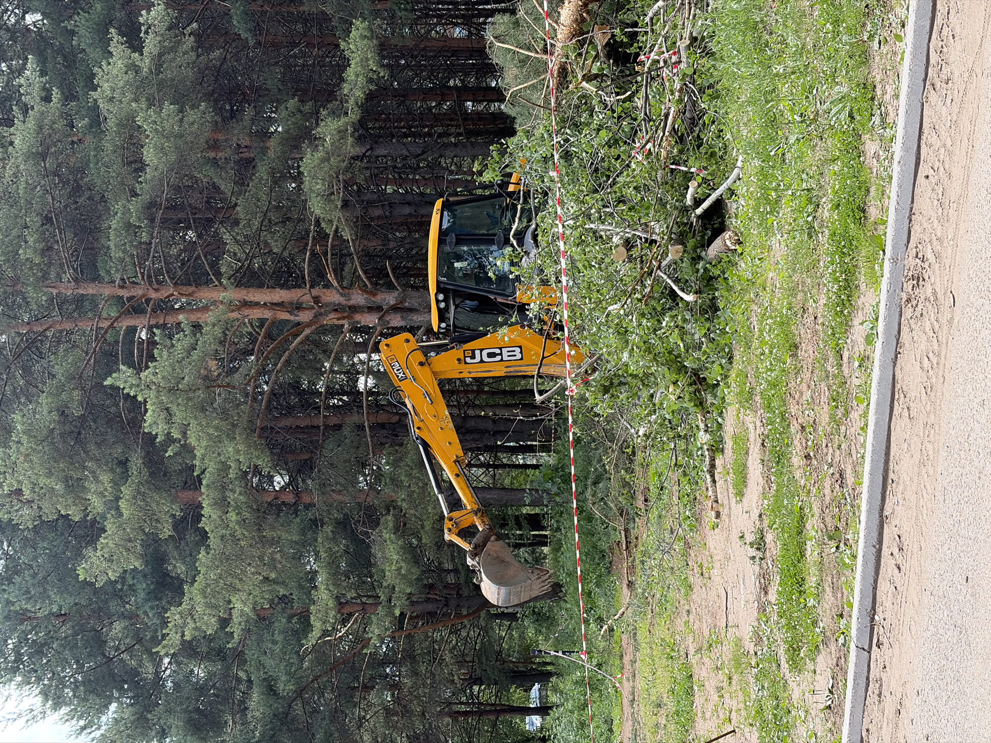 An excavator, identified by the yellow JCB branding, is positioned in a wooded area. The excavator's bucket is lowered, and it is surrounded by a pile of cut branches and logs, suggesting recent tree removal or clearing work. Red and white striped caution tape is visible around the area, indicating a restricted zone. The background consists of a dense forest of tall pine trees. The ground is a mix of dirt and grass, with some areas appearing recently disturbed. In the distance, a car is partially visible through the trees, and a concrete curb runs along the foreground. The scene suggests an outdoor construction or land management site within a forested environment, potentially in the city of Chaikovsky, Russia, given the provided context. There are no people directly visible in the image.