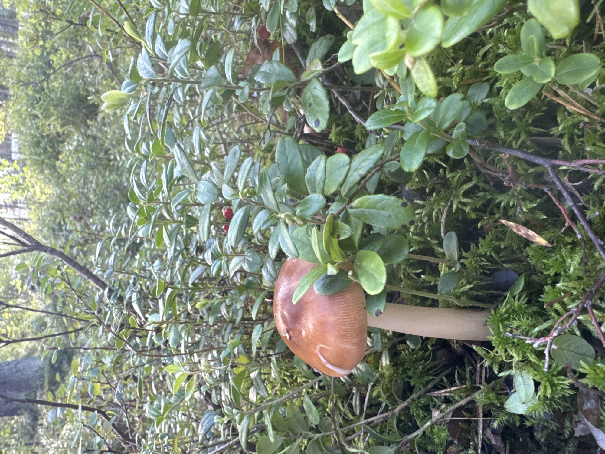 In the city of Arfa, Russia, a single mushroom with a brown cap and a pale stem grows among lush green vegetation. The mushroom is surrounded by low-lying green plants with small leaves, some bearing red berries. The ground is covered with moss and fallen leaves, indicating a forest or woodland environment. The lighting suggests an outdoor scene, possibly during the daytime. There are no people or animals visible in the image.