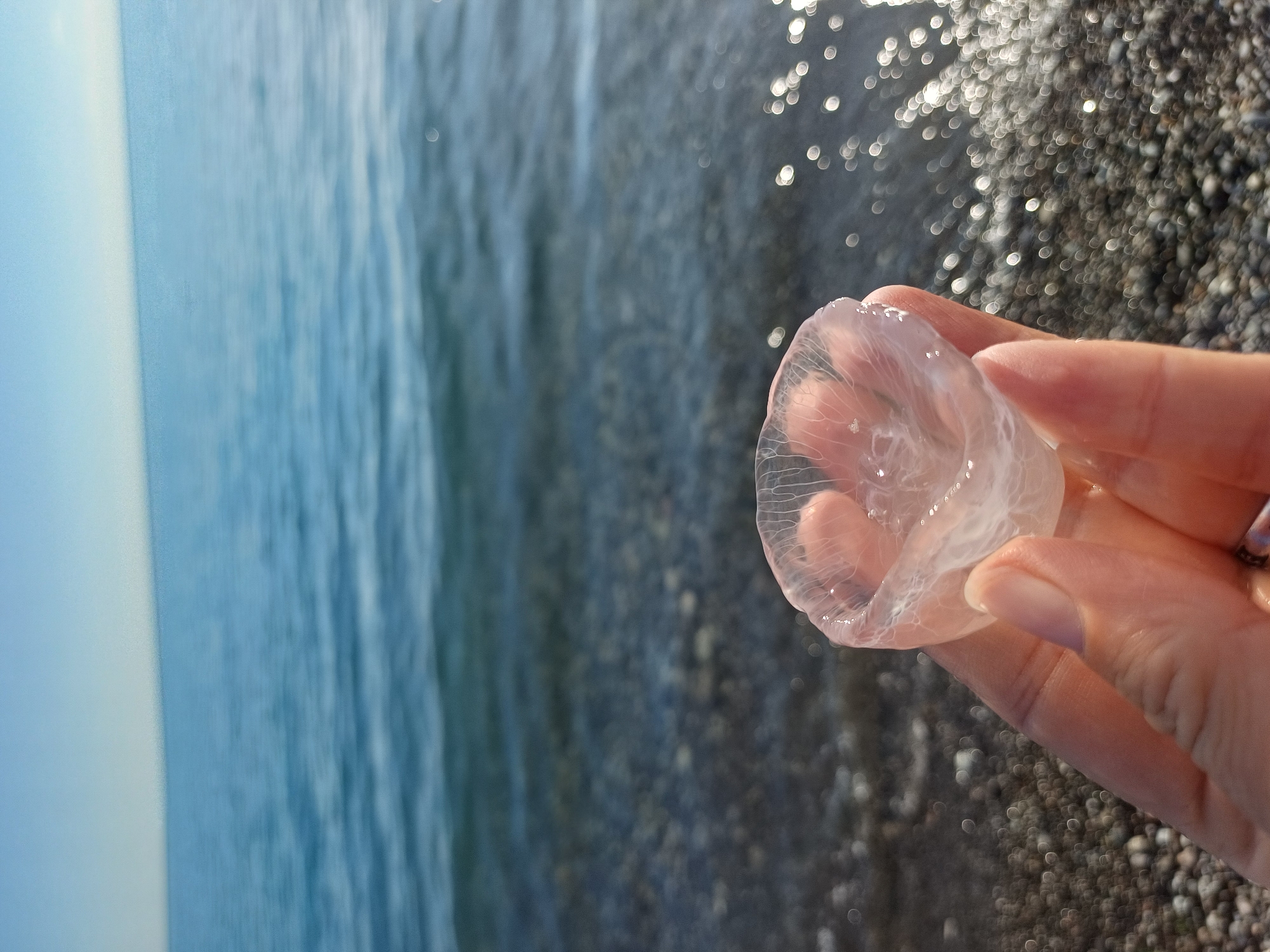 A close-up, eye-level shot captures a person's hand holding a translucent, bell-shaped object with a delicate, web-like internal structure. The object is light pink and appears to be made of gelatinous material, possibly a jellyfish or a similar marine organism. The hand, with its visible fingernails and skin texture, is positioned in the foreground, with the fingers gently supporting the object.
In the background, the scene transitions to a pebbled beach, rendered in a soft focus that emphasizes the texture and color variations of the stones. Beyond the beach, the calm, blue waters of the Black Sea stretch out towards the horizon, reflecting the bright sky in shimmering patches of light. The sky is a pale, clear blue, fading into a slightly lighter hue towards the horizon. The overall impression is one of a tranquil coastal environment, likely on a sunny day. Given the location of Sochi, Russia, this scene depicts a moment by the Black Sea, a popular tourist destination known for its coastline and beaches.