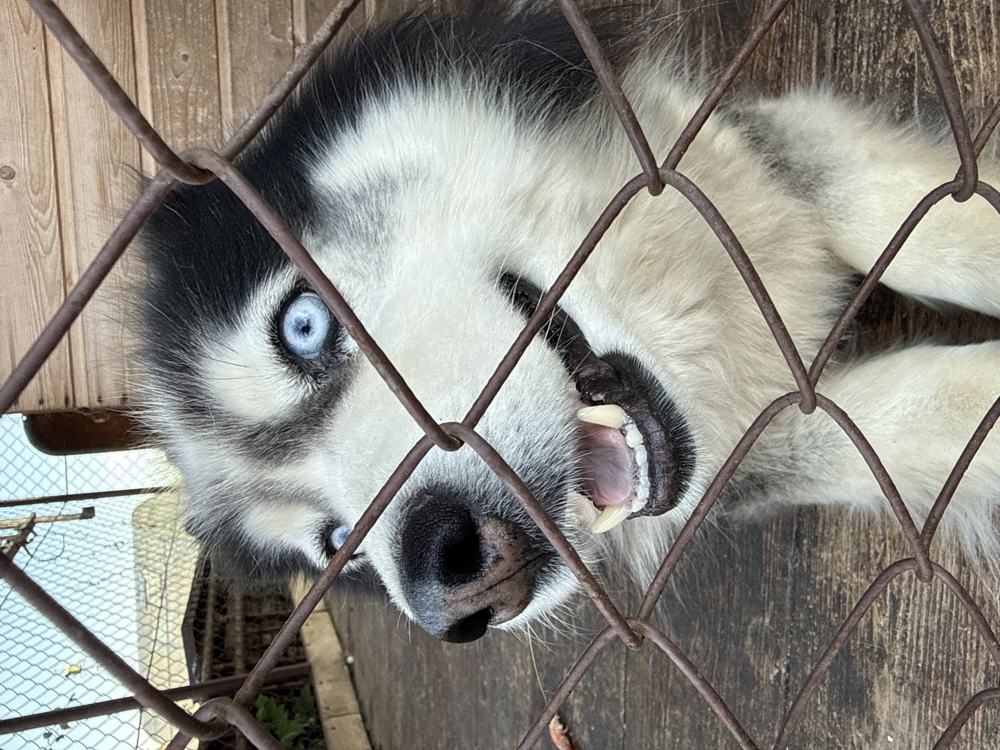 In a close-up, eye-level shot through a rusty wire fence, a husky dog with striking blue eyes is visible. The dog's mouth is open, revealing its teeth and pink tongue, and its head is turned to the left. The background consists of weathered wooden planks and a chain-link fence with a blue sky beyond, suggesting an outdoor enclosure. The location is specified as a dog enclosure in the village of Kandry, Russia.