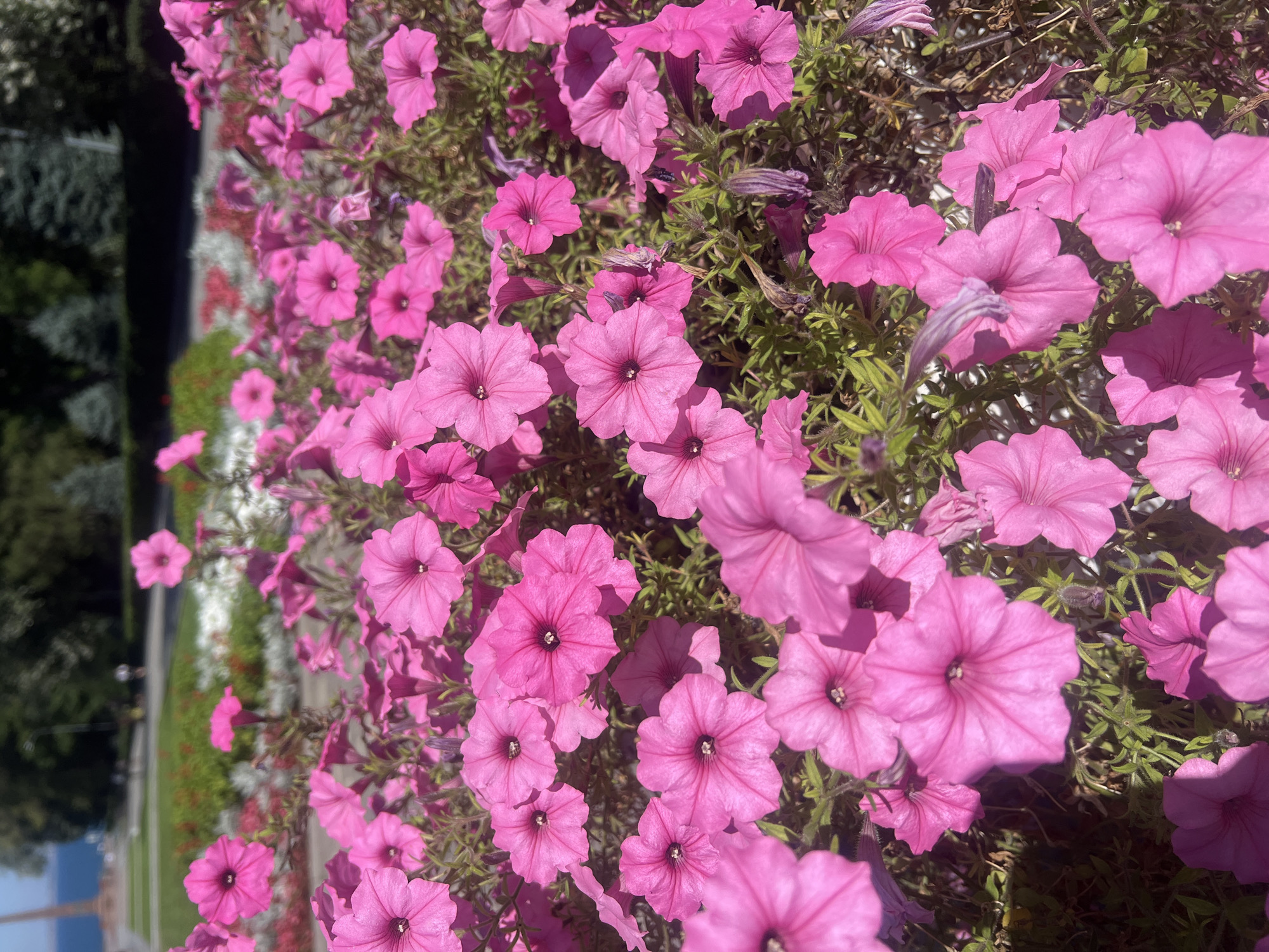 The image displays a close-up view of bright pink petunias in a flower bed, suggesting an outdoor setting, likely a park or public garden. In the background, out of focus, there are indications of a cityscape with trees, a body of water (likely the Black Sea), and a monument or tall structure. The presence of the monument and the Black Sea strongly indicates the location as Odesa, Ukraine. The lighting suggests it is daytime, with the sun casting shadows on the flowers. No people are clearly discernible in the foreground, but there are faint figures in the blurred background, suggesting a public space. The overall impression is one of a well-maintained floral display in a scenic urban environment.