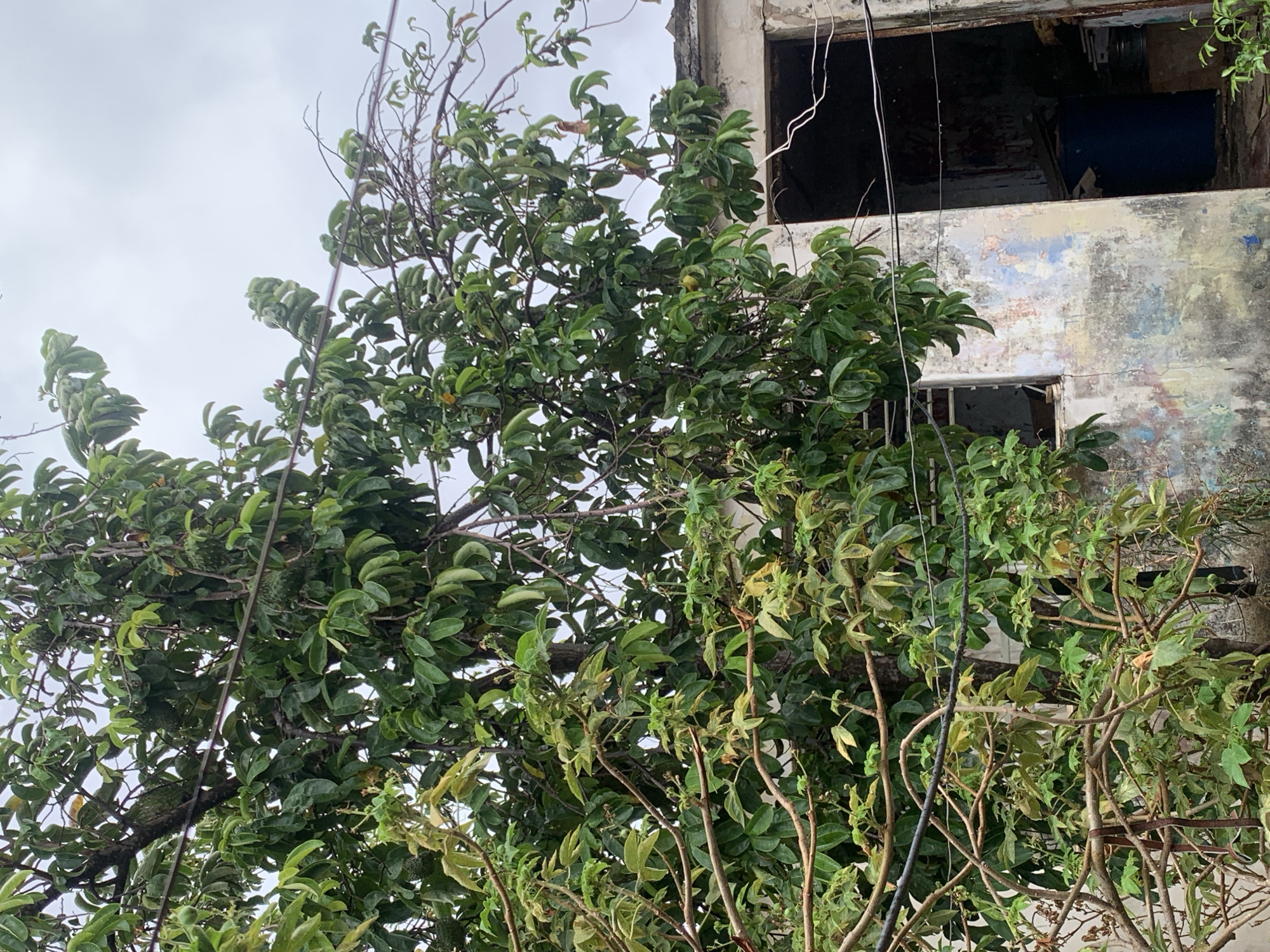 The image captures a dense, leafy soursop tree dominating the foreground and midground, largely obscuring a dilapidated concrete building behind it. The tree displays vibrant green foliage, with some lighter green and yellowish leaves suggesting new growth. Several green, spiky, oval-shaped soursop fruits are visible among the leaves.
In the background, a multi-story building shows significant signs of neglect. Its concrete walls are stained, discolored, and feature peeling paint in patches of light blue, white, and grey. Two large, empty openings, possibly windows or doorways, are visible. The upper opening reveals a dark interior with a blue object, possibly a barrel or container. The lower opening, partially hidden by foliage, appears to have a metal grille or bars. Thin, dark utility wires run vertically and diagonally through the tree's branches, connecting to the building.
The scene is set under an overcast sky, indicating diffused daylight, either on a cloudy day or during the earlier or later parts of the day. There is no human activity, creating a sense of abandonment and nature gradually reclaiming the man-made structure. The presence of the tropical soursop tree and the weathered architecture aligns with the context of Santa Ana, Venezuela. No visible text is present in the image.