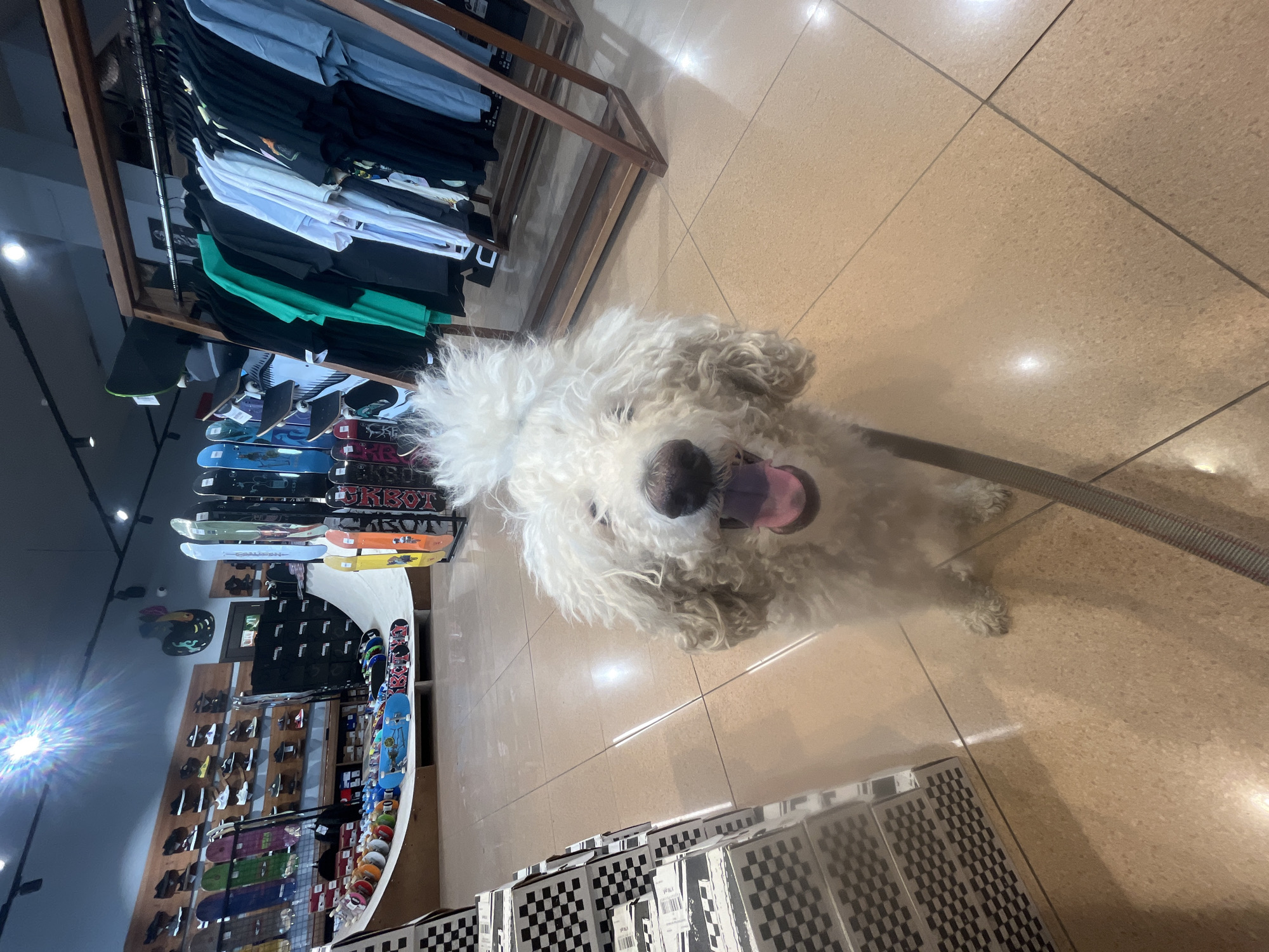 A fluffy white dog stands on a light brown tiled floor in what appears to be a retail store. The dog has its tongue hanging out, indicating it might be panting or happy. To the left, there are shelves displaying skateboards and shoes. A clothing rack with various shirts is visible above the skateboards. In the foreground, there are boxes with a black and white checkered pattern. The store's lighting is bright, suggesting an indoor setting. Based on the presence of skateboards, clothing, and shoes, the location is likely a skate shop or a general sportswear store. The city of Krasnoyarsk, Russia, is an assumption based on the image's metadata and information provided in the prompt. The photograph shows a dog inside a retail store in a light industrial section of the town.