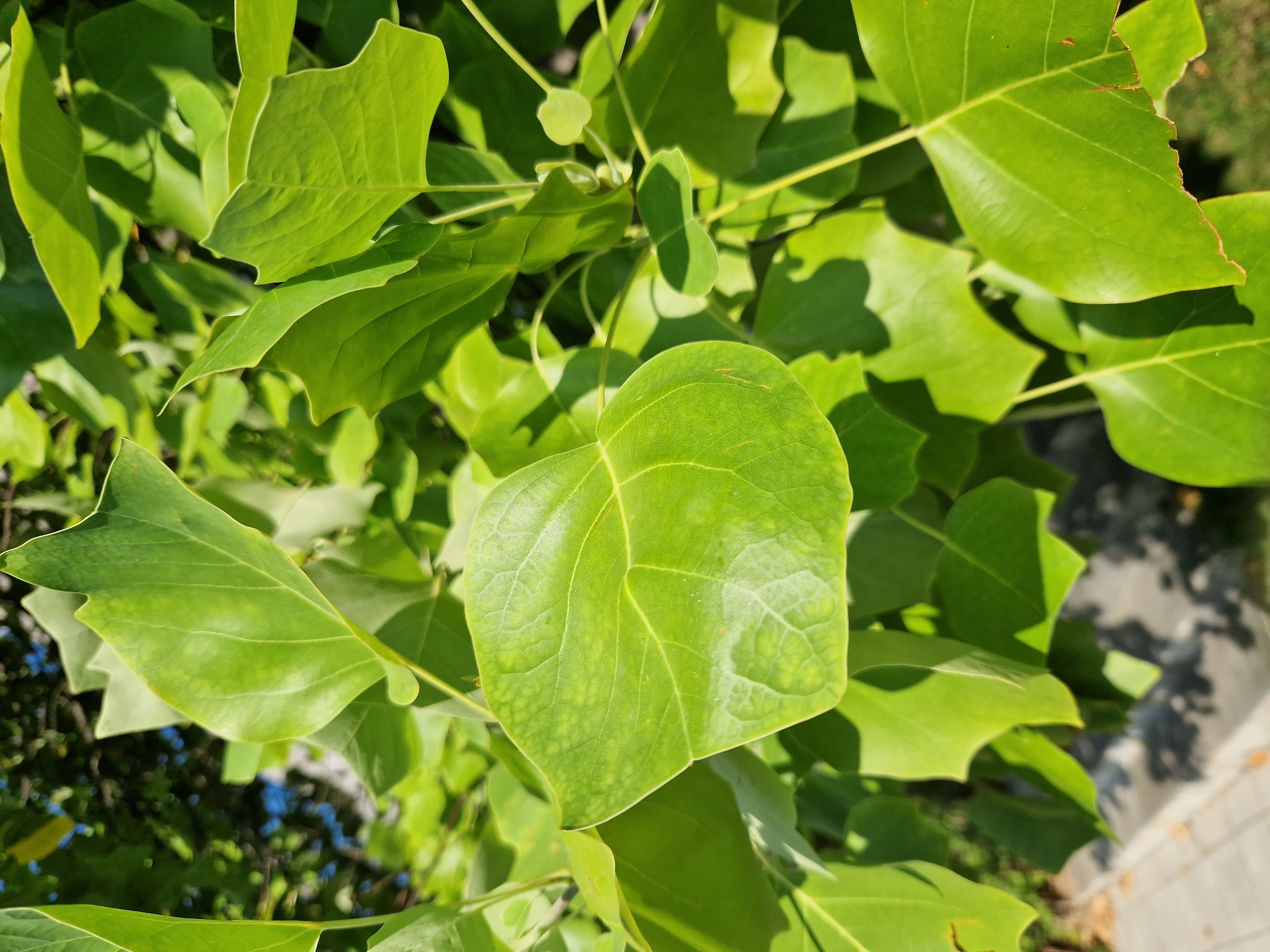 A close-up, eye-level shot focuses on the vibrant green foliage of a tree, likely a Liriodendron tulipifera (Tulip Poplar), on a sunny day. The leaves are broad and distinctly lobed, with a characteristic shape resembling a tulip. Sunlight filters through the canopy, creating dappled shadows on the leaves and casting a warm glow. In the background, out-of-focus elements suggest an outdoor environment. A blurred section of a light-colored paved walkway, possibly a sidewalk, is visible in the lower left, suggesting an urban setting. The surrounding greenery and hints of sky in the upper background indicate a park, garden, or tree-lined street. The image appears to have been taken in Sofia, Bulgaria, given the context provided. There are no people or animals visible in the frame. The overall impression is one of natural beauty and tranquility within an urban landscape.