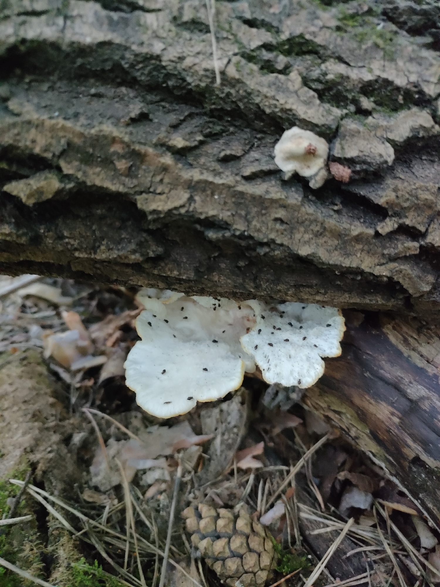 A close-up, eye-level outdoor photograph shows two white shelf fungi growing on the bark of a fallen tree. The fungi have irregular, wavy edges and are speckled with small, dark dots. One fungus is larger and more prominent, with a scalloped edge, while the other is smaller and rounded. The tree bark is dark gray and rough, with visible texture and cracks. The background is blurred, with hints of dry leaves, pine needles, moss, and a pine cone on the forest floor. The scene is likely in a wooded area, possibly a park or forest on the outskirts of Barnaul, Russia, given the prevalence of coniferous forests in the region. There are no people or animals visible in the image.