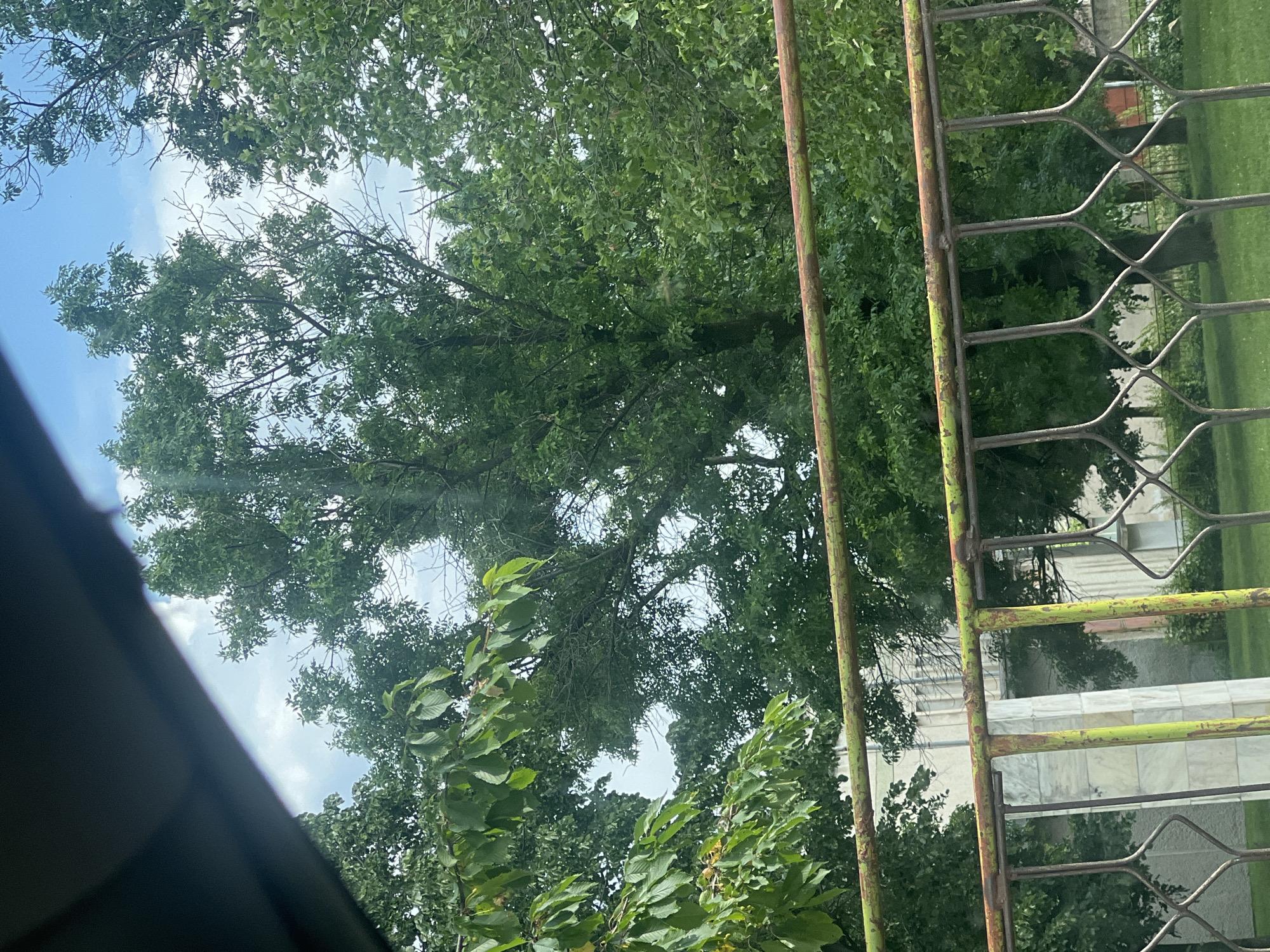The image captures an outdoor scene in Tazha, Bulgaria, from a slightly elevated or enclosed perspective, looking upwards and outwards. The primary focus is a dense canopy of lush green trees, whose leaves fill a large portion of the frame, suggesting a vibrant, natural setting. Above and between the tree branches, sections of a bright blue sky with scattered white clouds are visible, indicating a clear, sunny daytime.
In the foreground, along the right side, a weathered metal railing or fence is prominent. It appears to be painted a faded, mossy green, with patches of rust and wear showing through. The railing features a decorative, geometric pattern of intersecting bars, creating a textural barrier in front of the trees. A dark, out-of-focus object, possibly part of a window frame or a roof overhang, is visible in the bottom left corner, suggesting the vantage point.
Beyond the trees and the railing, in the background, parts of a building with light-colored, possibly stone or concrete, facades can be seen. Adjacent to the building, a well-maintained patch of green grass is visible. No specific activity or event is taking place, and no people are present in the scene. There is no visible text in the image. The overall impression is that of a tranquil, verdant landscape viewed on a bright, pleasant day.