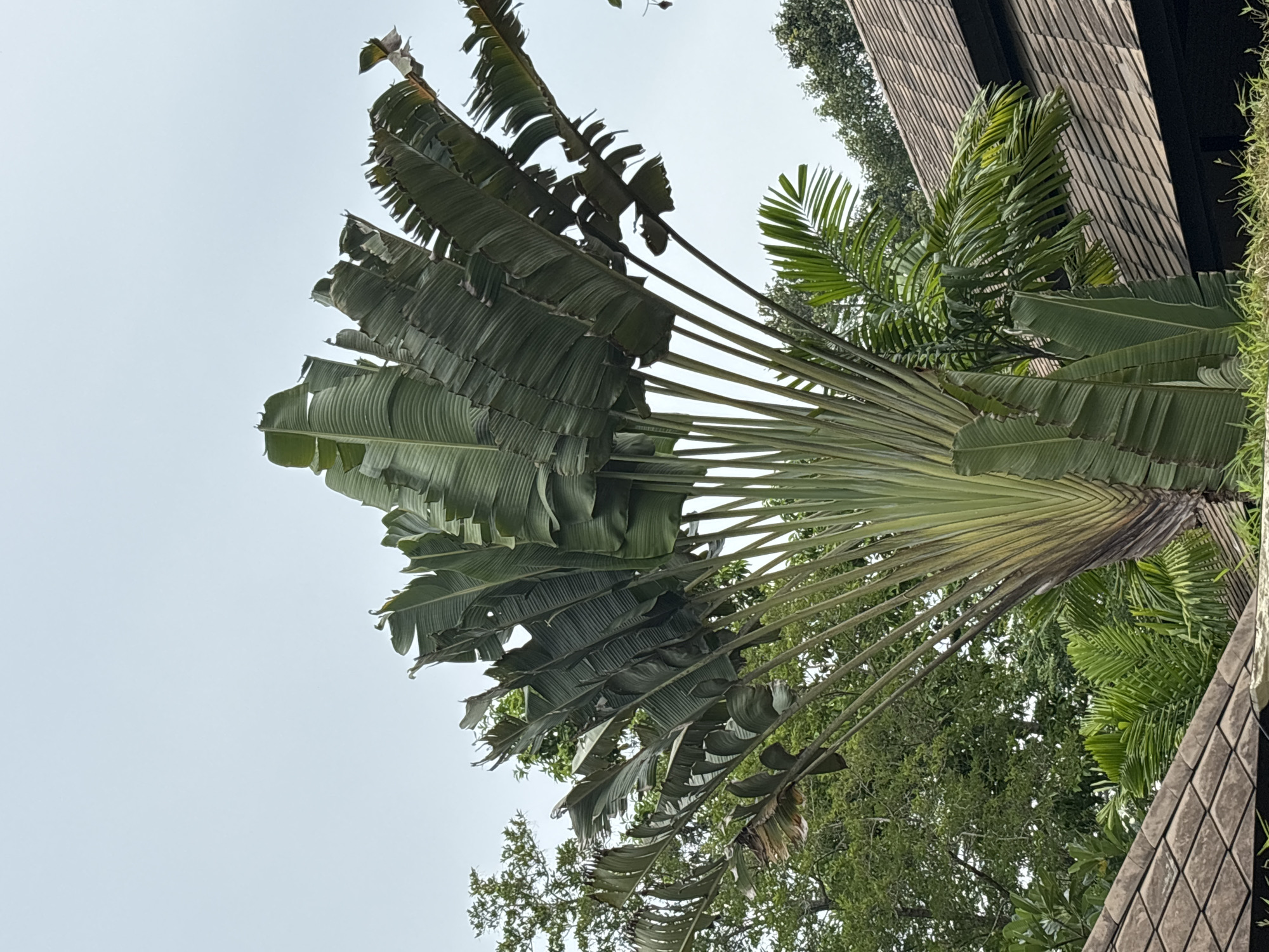 The image features a traveler's palm tree with large, fan-shaped leaves that spread outwards. The leaves are green and appear somewhat weathered, with some edges frayed. The tree is set against a light, overcast sky. In the background, there are other lush green trees and a section of a building with a textured, tiled facade, possibly a roof or wall, composed of diamond-shaped tiles. The building's structure appears modern, with dark framing around windows or openings. The lighting suggests it is daytime, possibly a cloudy or hazy day, as there are no strong shadows. The perspective is from below, looking up at the palm tree and the building. The scene evokes a tropical or subtropical environment, where such plants are common. No people, text, or specific activities are visible.