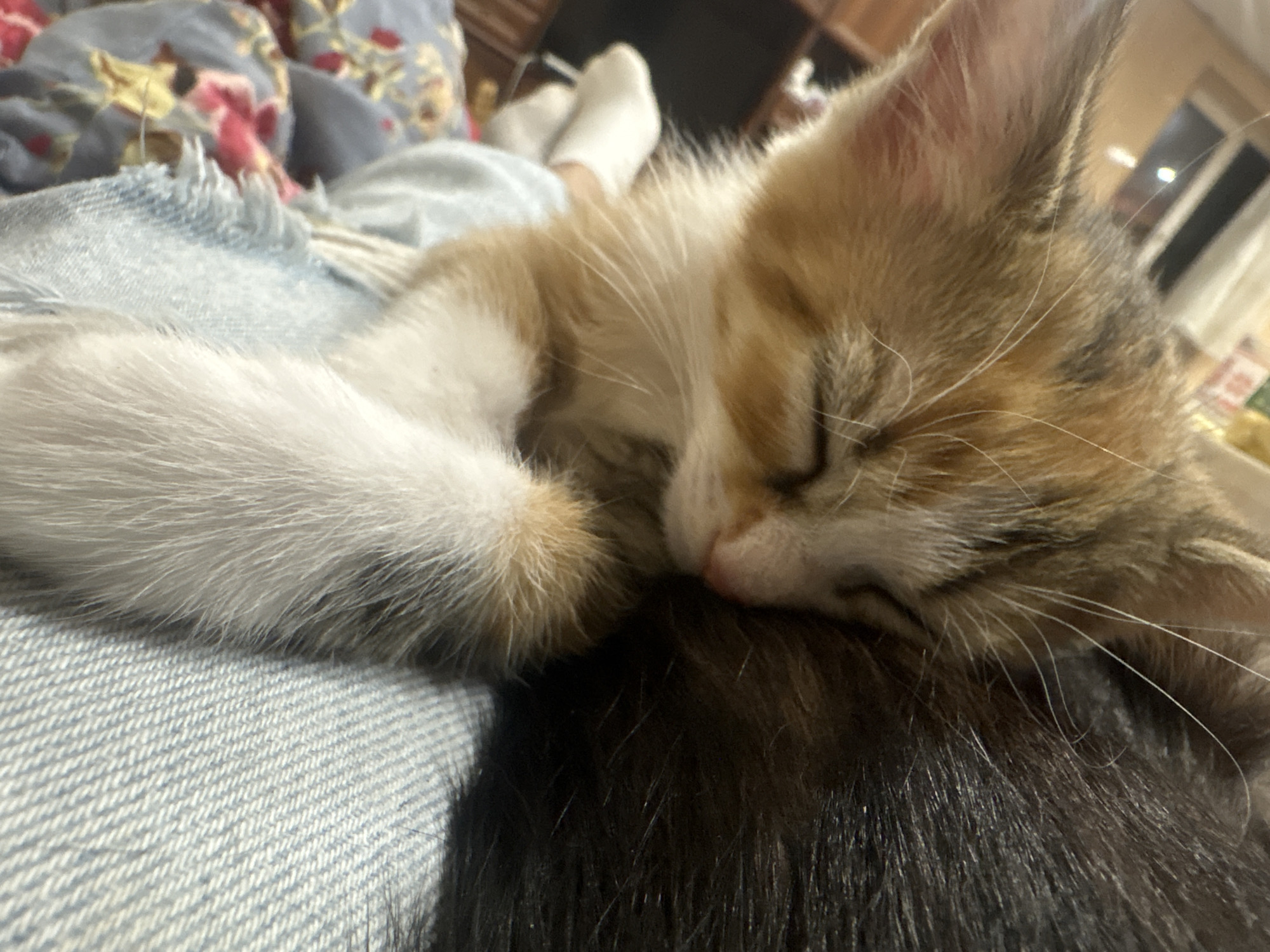 A close-up, low-angle, eye-level shot shows a small calico kitten sleeping on a person's lap. The kitten, with its fur a mix of orange, white, and gray, is curled up and appears to be resting its head on a dark-haired surface, possibly another pet or the person's clothing. The kitten's front paws are visible, tucked in, and one ear is slightly red. The background includes a blurred floral-patterned fabric and a person's lower legs and feet wearing white socks, suggesting a relaxed indoor setting. The scene is brightly lit. The image does not provide any specific information about the city of Anton, Bulgaria, or any elements that would place it there.