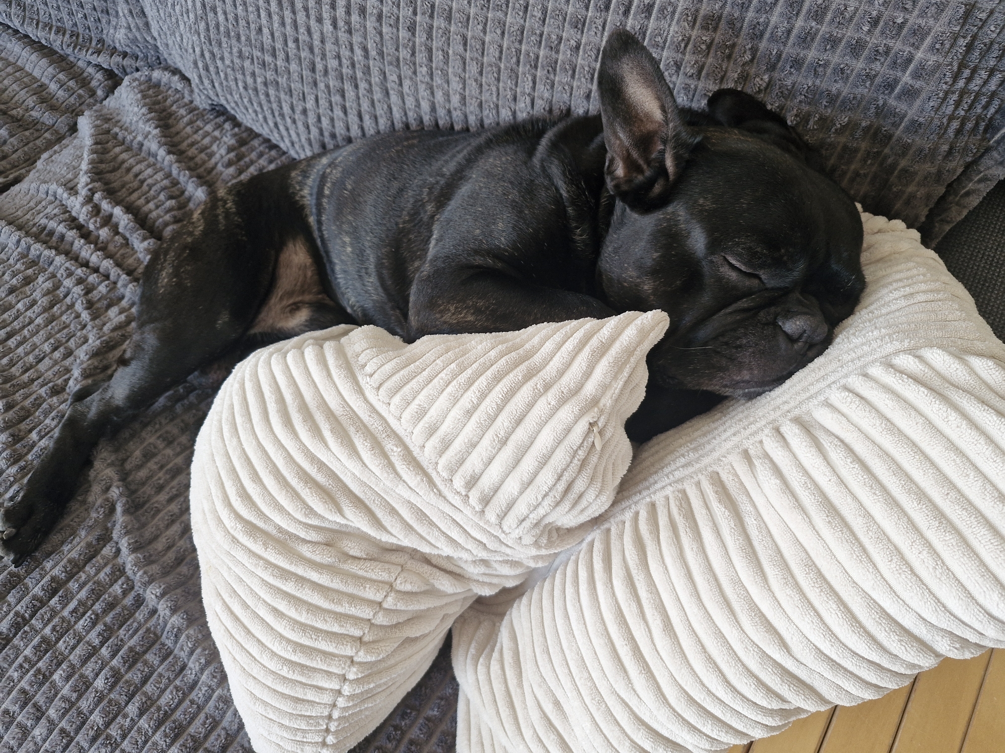 A brindle French Bulldog sleeps on a white pillow, which is set on a grey textured cushion. The background appears to be an indoor setting. The city and country are not discernible from the image.