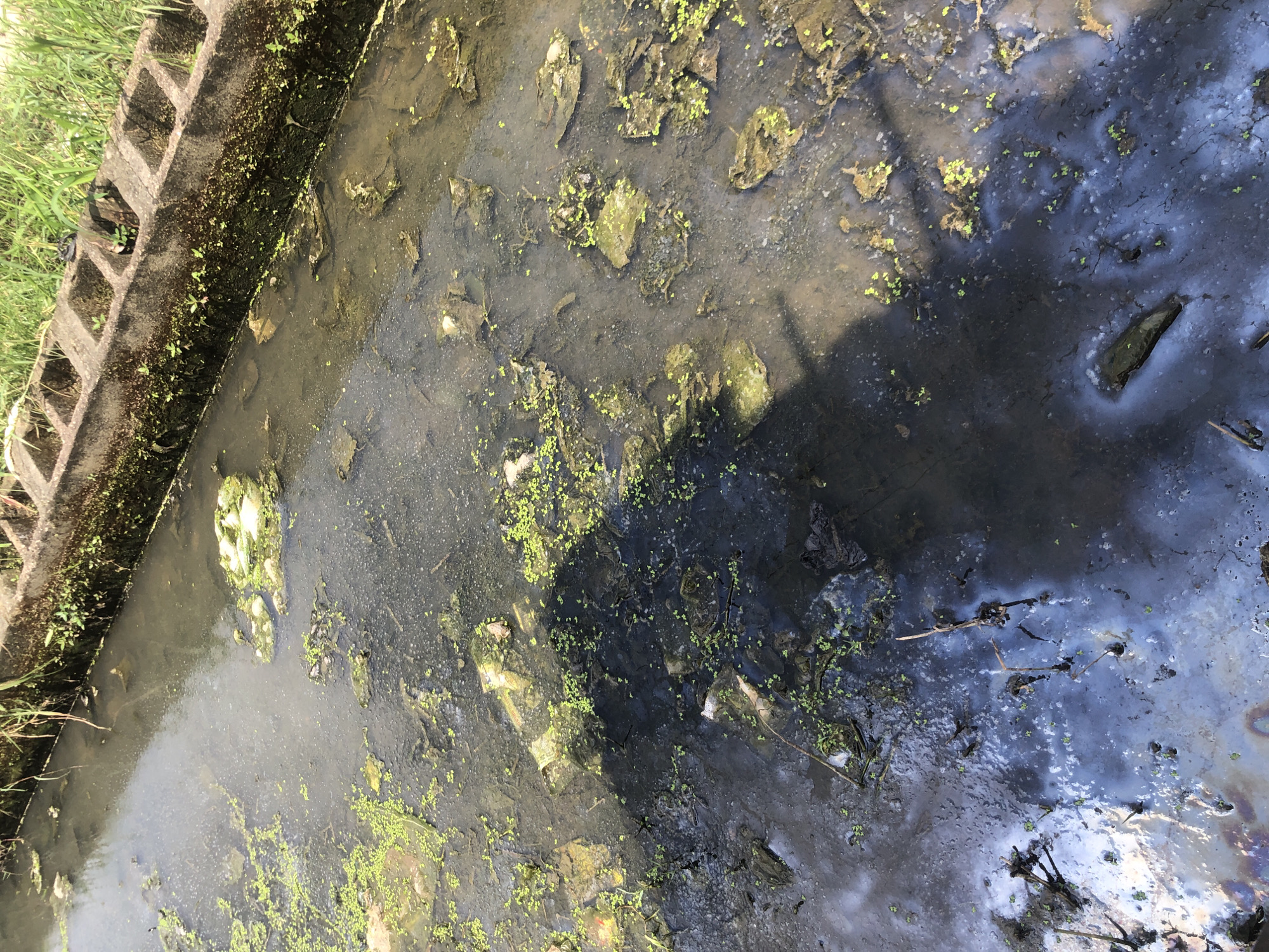 The image depicts a polluted drainage channel in Ado, Nigeria. The water is murky and covered with a dark film, likely oil or other industrial waste, exhibiting iridescent sheens. Debris, including plastic bags and other trash, floats on the surface and is partially submerged. Patches of green algae or duckweed are scattered throughout the water. Along the right side of the channel, a concrete structure, possibly a retaining wall or part of a culvert, is visible. This structure is weathered and covered in moss and small plants, indicating prolonged exposure to the elements. Tall green grass grows along the top edge of the concrete structure, suggesting an outdoor, possibly semi-urban or rural, environment adjacent to the drainage. No people or animals are visible in the image. The overall impression is one of neglect and environmental contamination.