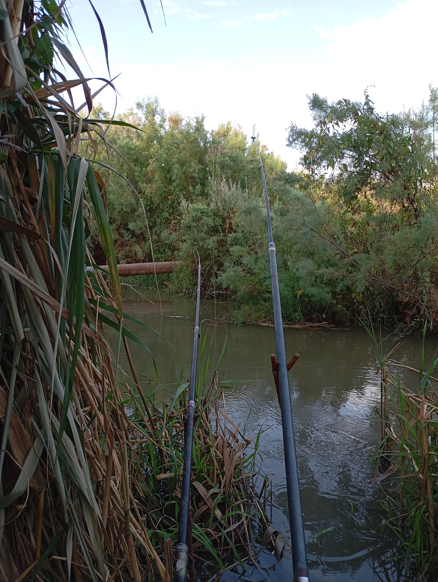 The image depicts a tranquil natural scene, likely a riverbank in Mirzo Ulugbek, Uzbekistan. In the foreground, tall, dry reeds and green grass frame the composition, with two fishing rods planted firmly in the ground, awaiting their catch. The river flows gently in the middle ground, its surface disturbed by subtle ripples, suggesting a light breeze. Across the river, dense foliage of trees and shrubs creates a lush green backdrop, with a large, rusty pipe lying horizontally across the water. The sky above is a pale blue, dotted with a few wispy clouds, indicating a pleasant day. The overall impression is one of peaceful solitude and the quiet anticipation of a successful fishing expedition.