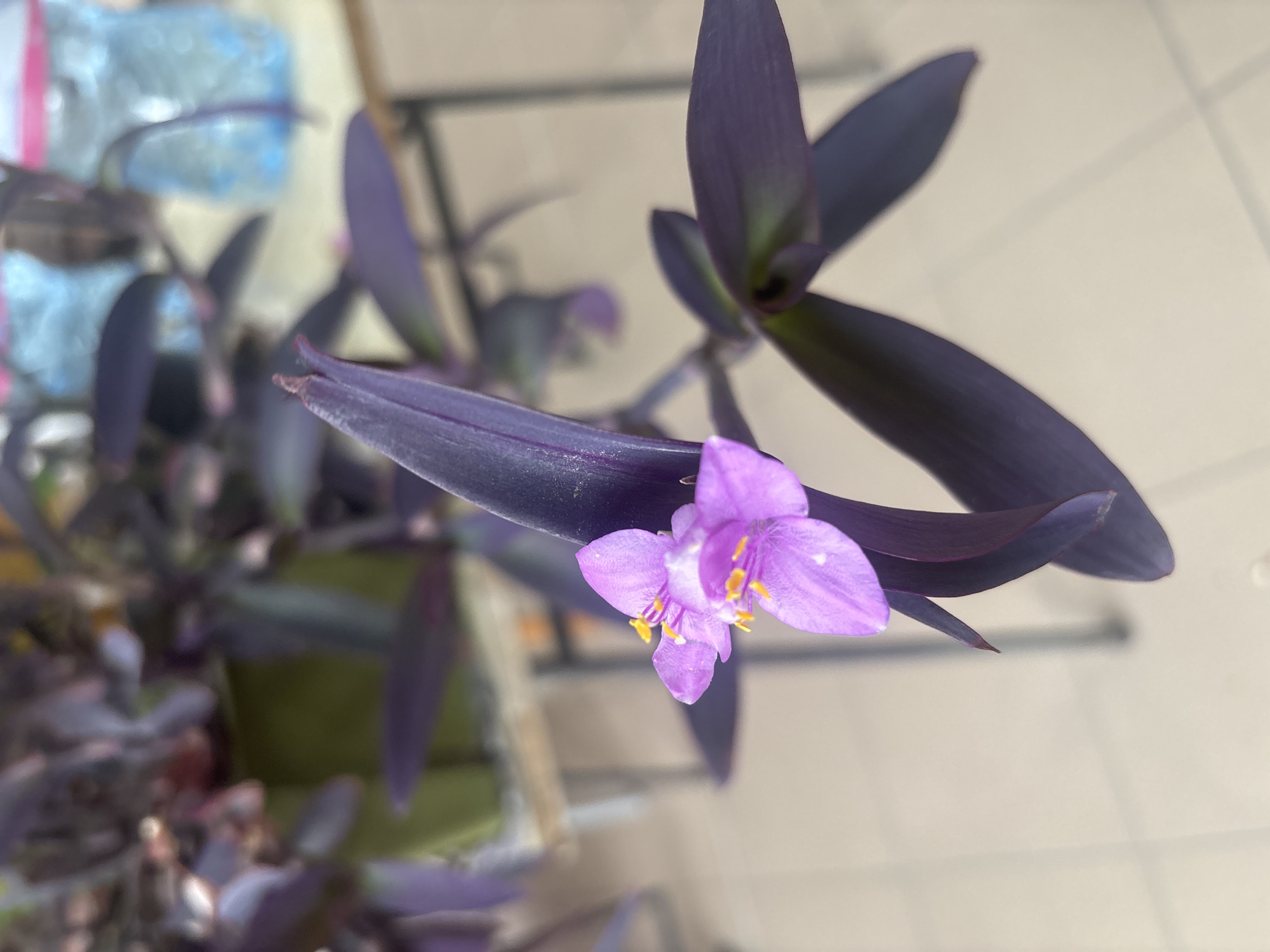 The image features a purple heart plant (Tradescantia pallida) in bloom. The plant has long, narrow, purple leaves and a small, light purple flower with yellow stamens. The background is blurry, but appears to show a light-colored surface, possibly a table or floor. The exact location in Kazanlak, Bulgaria cannot be determined from the image alone.