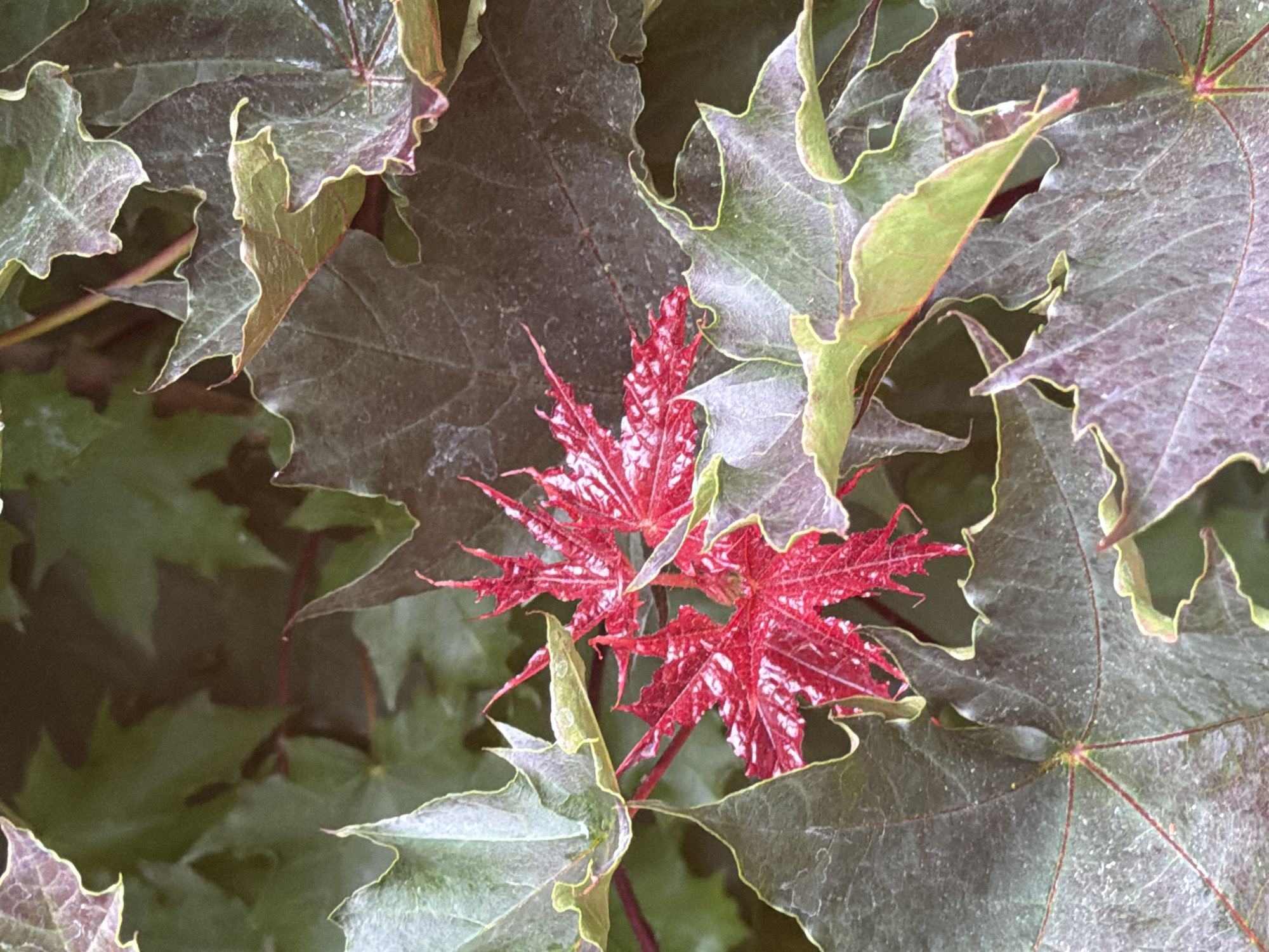 The image shows a close-up of red and green maple leaves, with some leaves appearing darker and older, and others bright and new. The red leaves are in the center of the frame, with delicate, pointed lobes and white speckling. They are surrounded by larger, darker green and purplish-green leaves with wavy edges. The background is a blur of green foliage. There are no people or man-made objects visible in the image. The scene appears to be an outdoor environment, possibly a garden or park, in Zimyonki, Russia. The lighting is soft and diffused, suggesting an overcast day or shade.